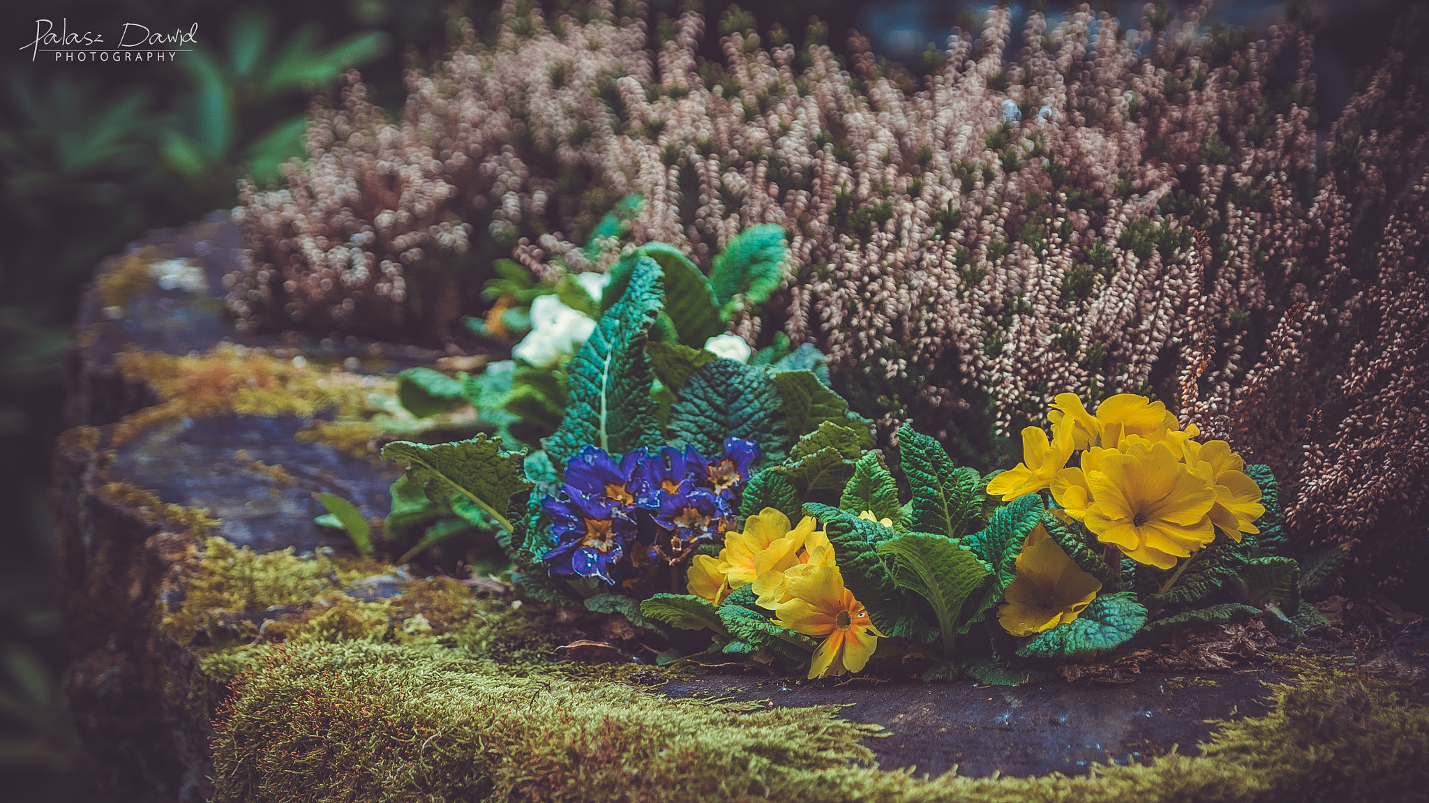 Tamron AF 28-75mm F2.8 XR Di LD Aspherical (IF) sample photo. They come to life photography