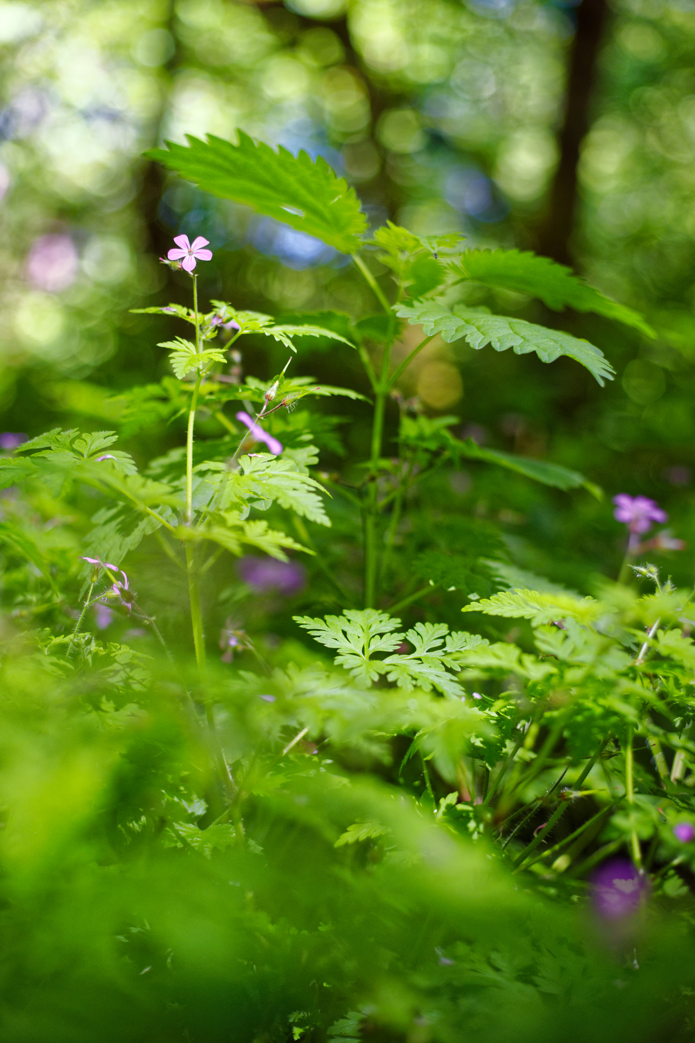 Sony a7 II + Canon EF 50mm F1.8 II sample photo. Little forest photography