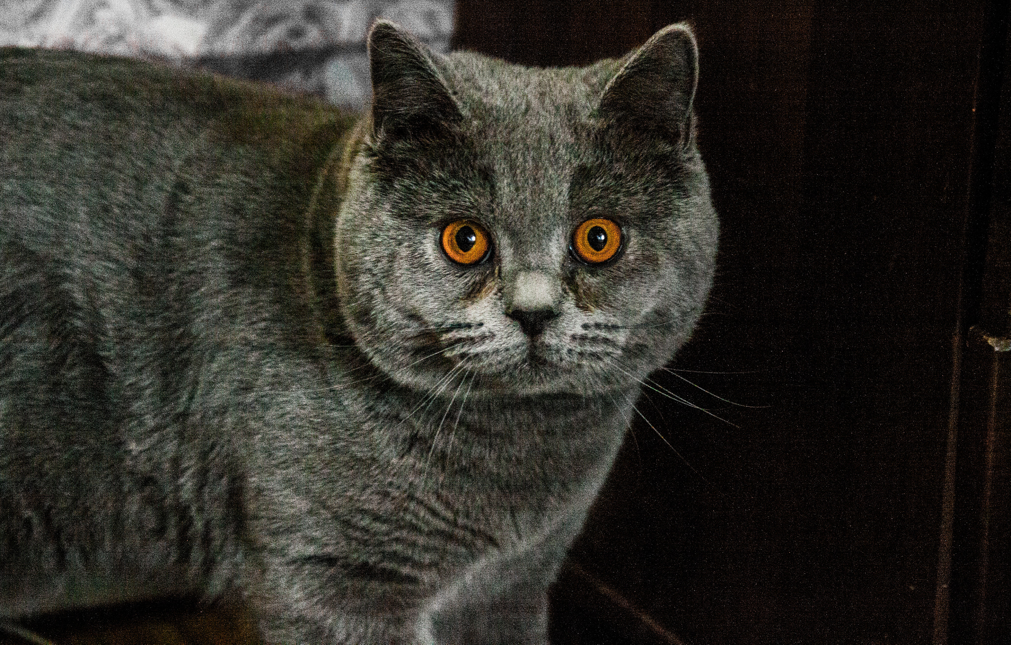 Canon EF-S 55-250mm F4-5.6 IS II sample photo