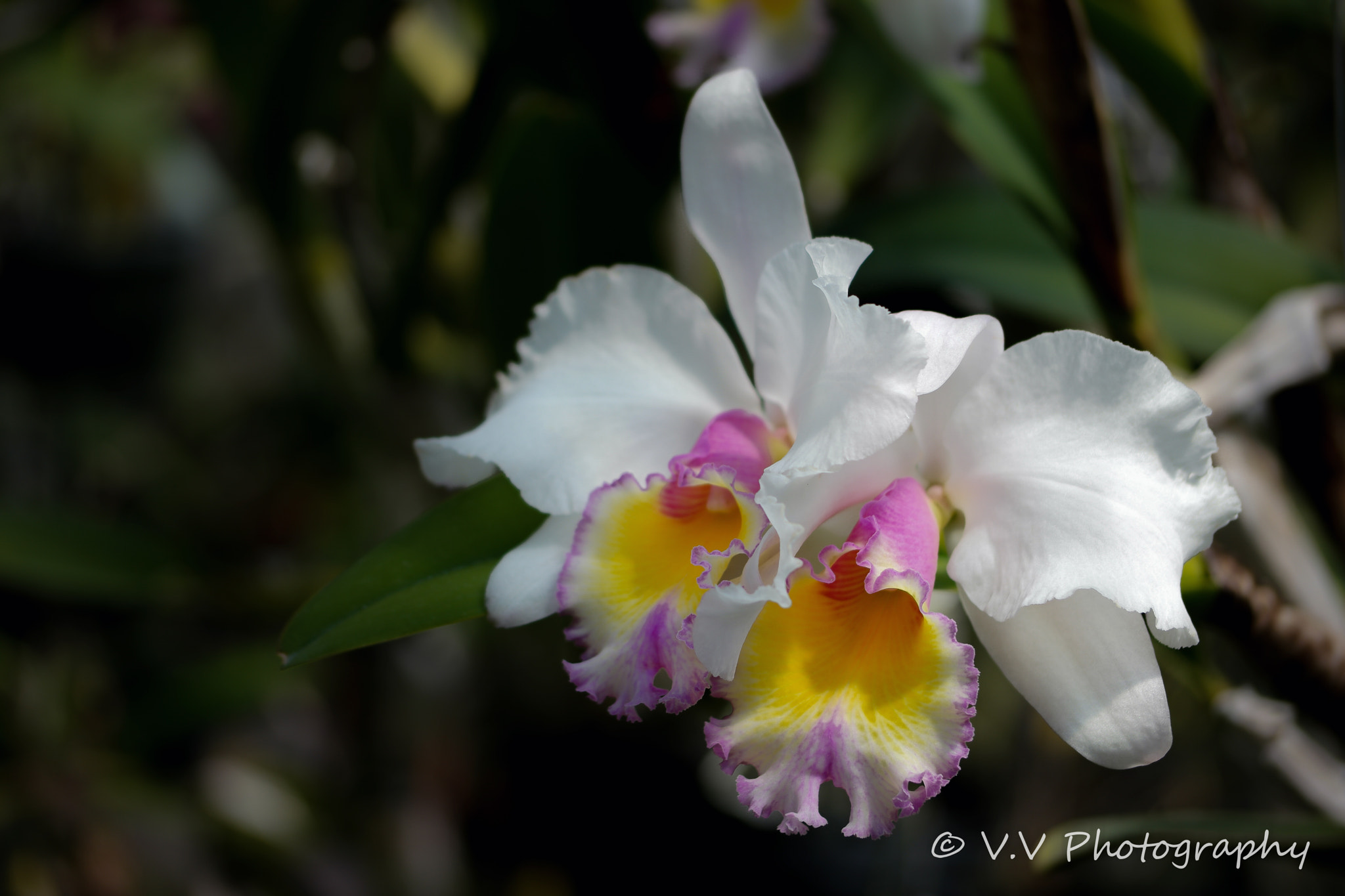 NX 60mm F2.8 Macro sample photo. White orchid photography