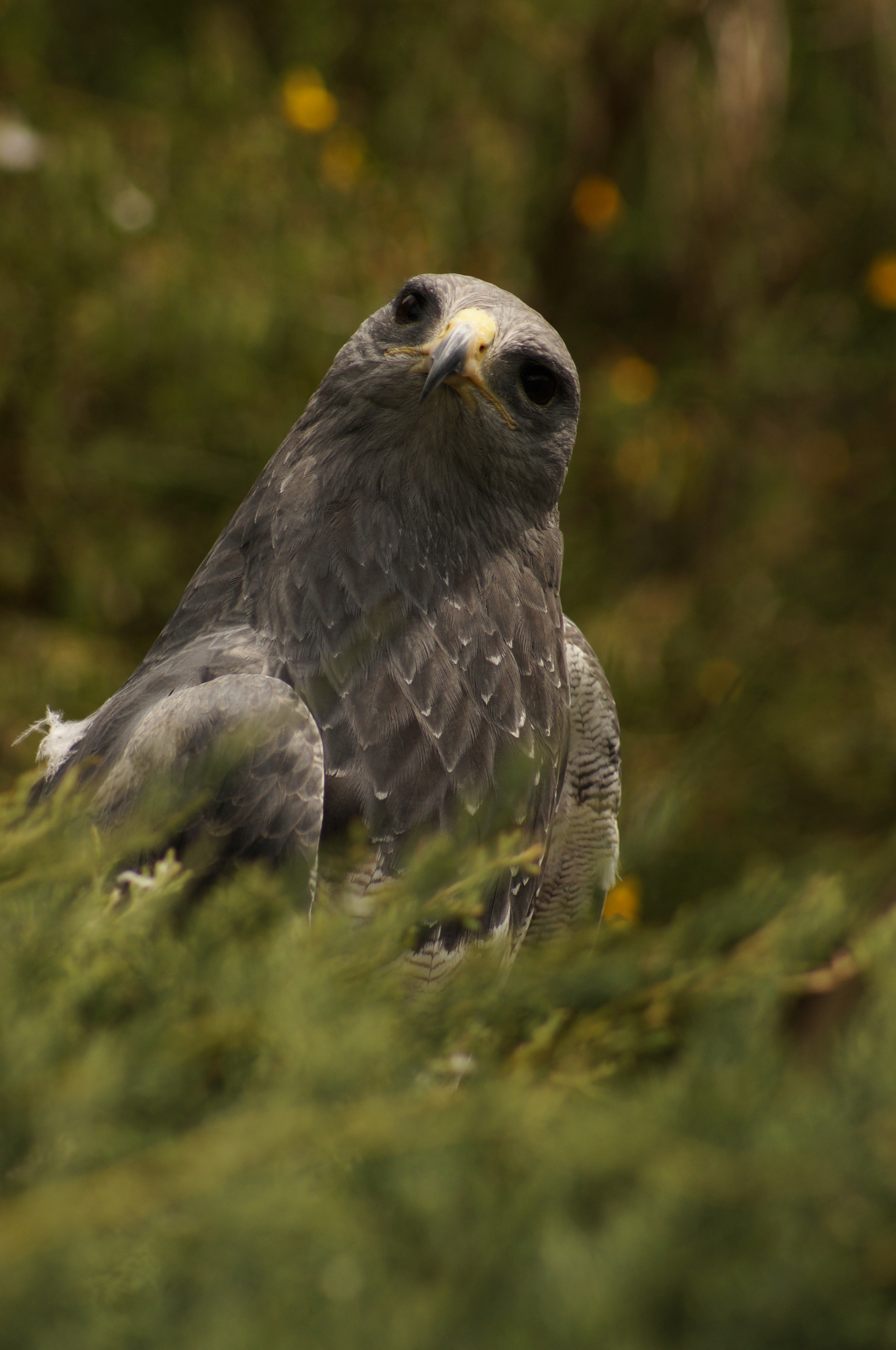 Sony 75-300mm F4.5-5.6 sample photo. Aigle bleu du chili photography