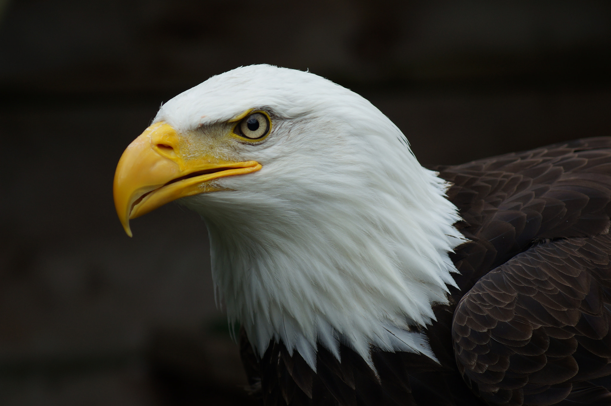 Sony 75-300mm F4.5-5.6 sample photo. Aigle pecheur photography