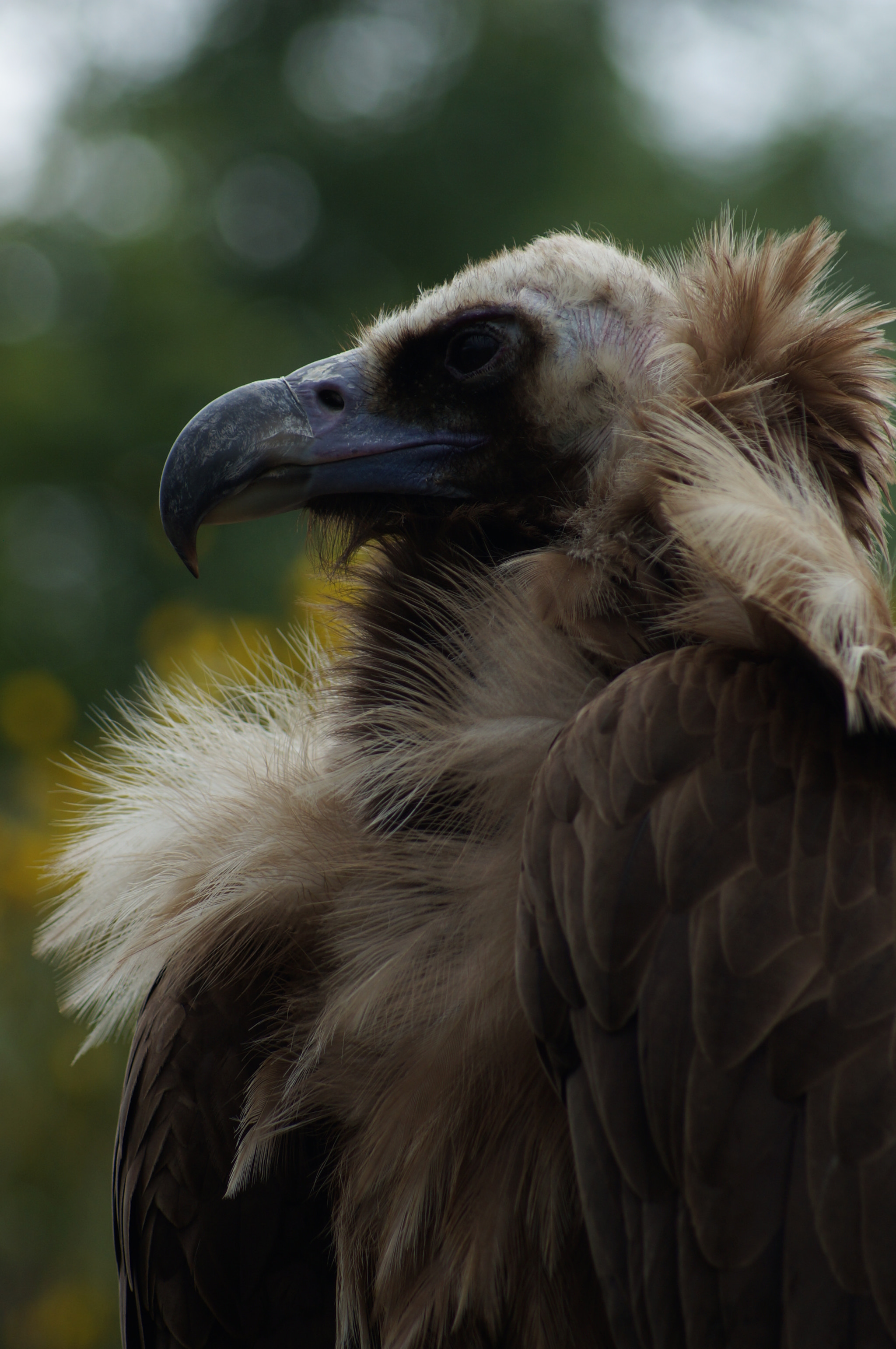Sony 75-300mm F4.5-5.6 sample photo. Vautour moine photography