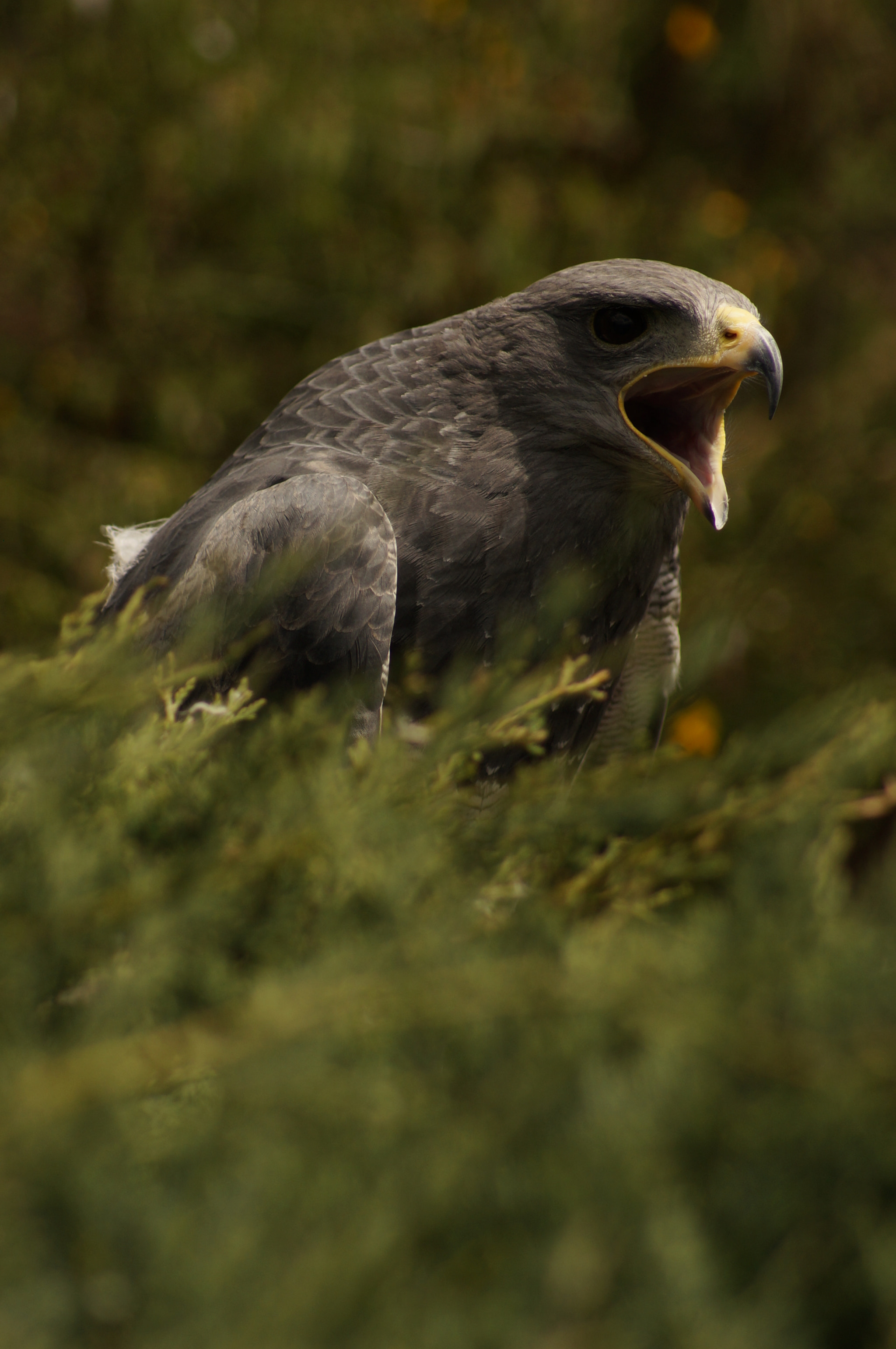 Sony 75-300mm F4.5-5.6 sample photo. Aigle bleu du chili photography