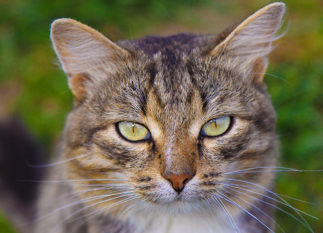 Canon EF-S 17-55mm F2.8 IS USM sample photo. кот photography