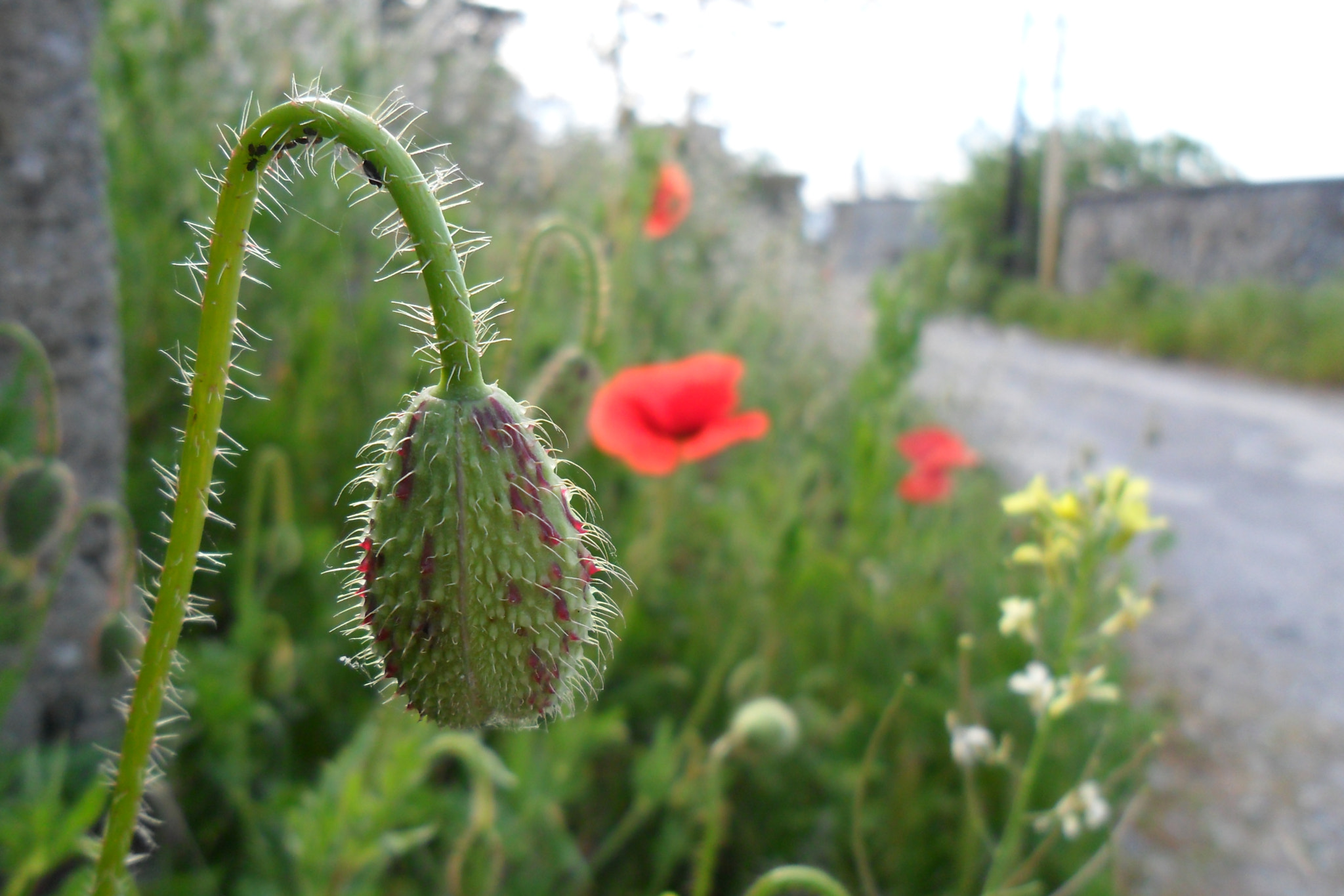 Samsung ES73 / VLUU ES73 /  SL605 sample photo. Sleeping poppy photography