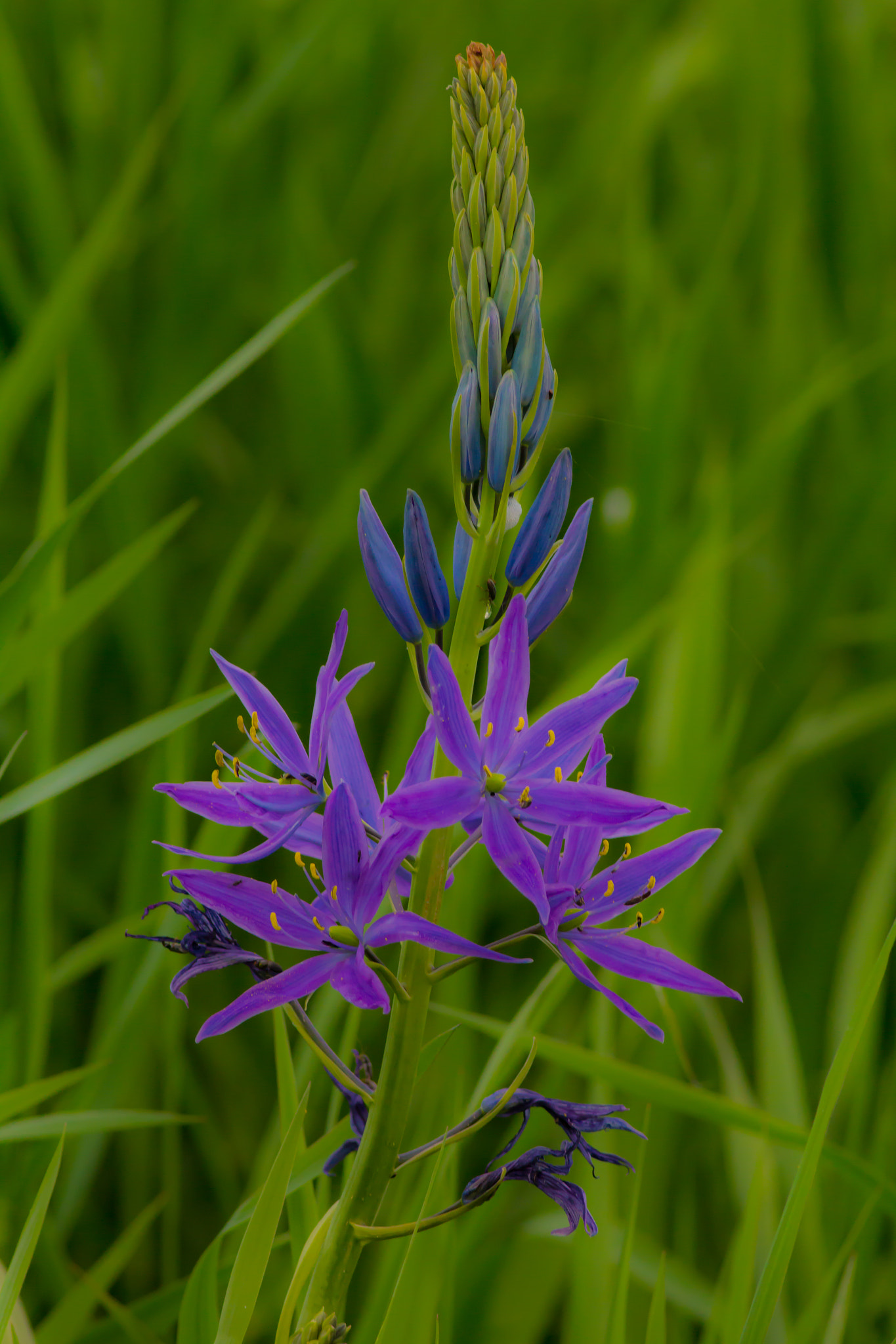 Canon EOS 60D + Canon EF 400mm F5.6L USM sample photo. Wild delphinium photography