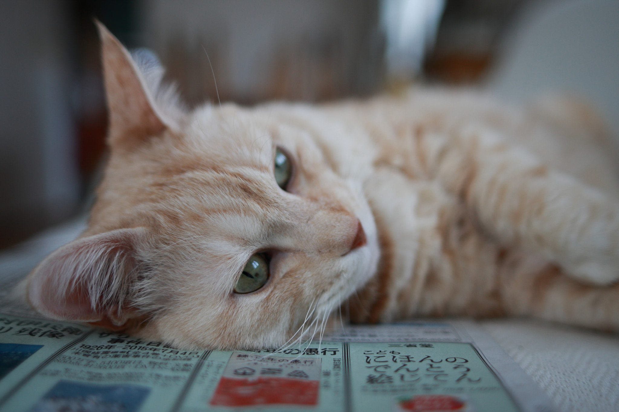 Canon EOS-1D Mark III + Sigma 28mm f/1.8 DG Macro EX sample photo. Sepia which is carried on a newspaper photography