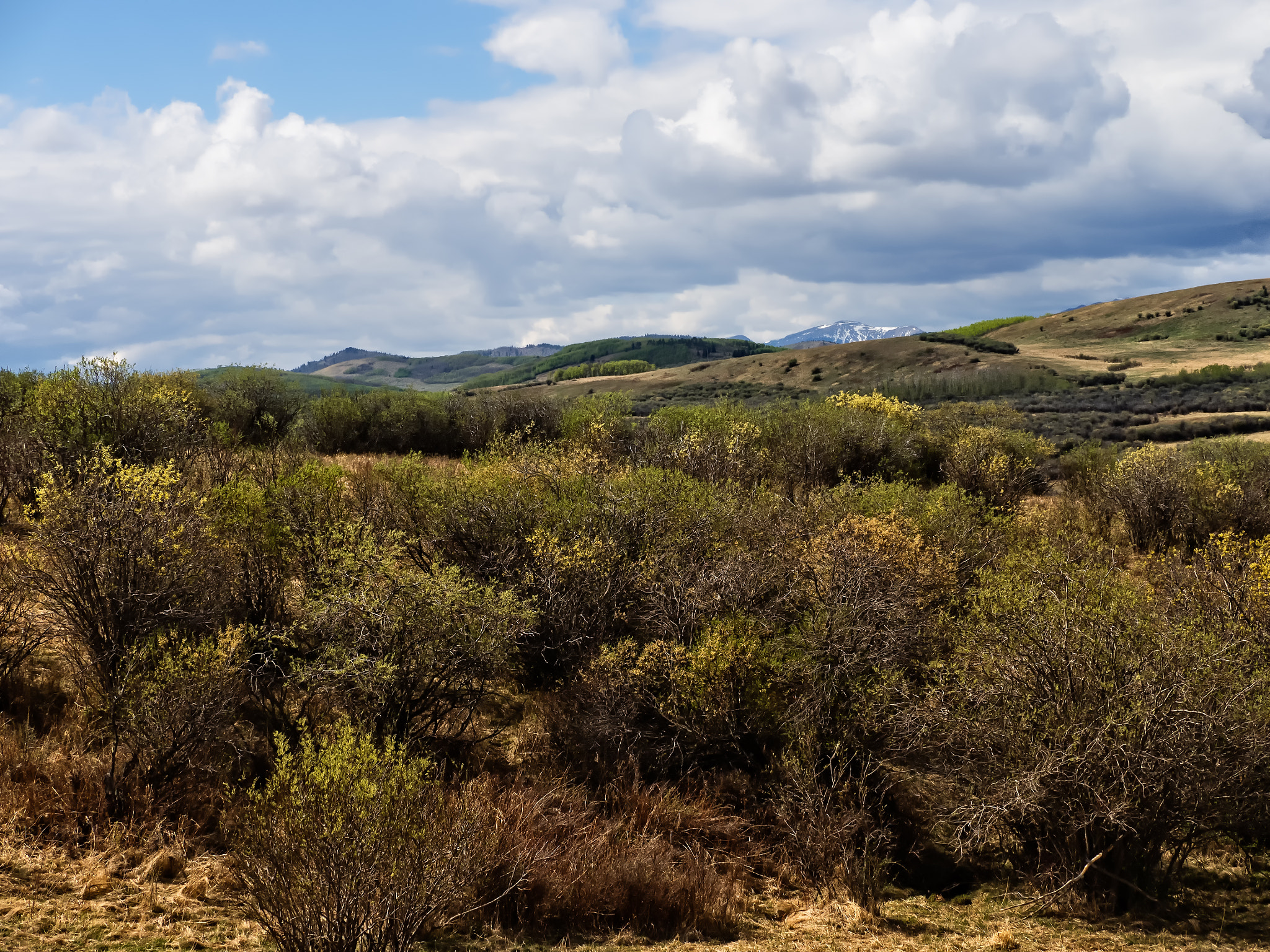 Panasonic Lumix G X Vario 35-100mm F2.8 OIS sample photo. Tumbleweed photography