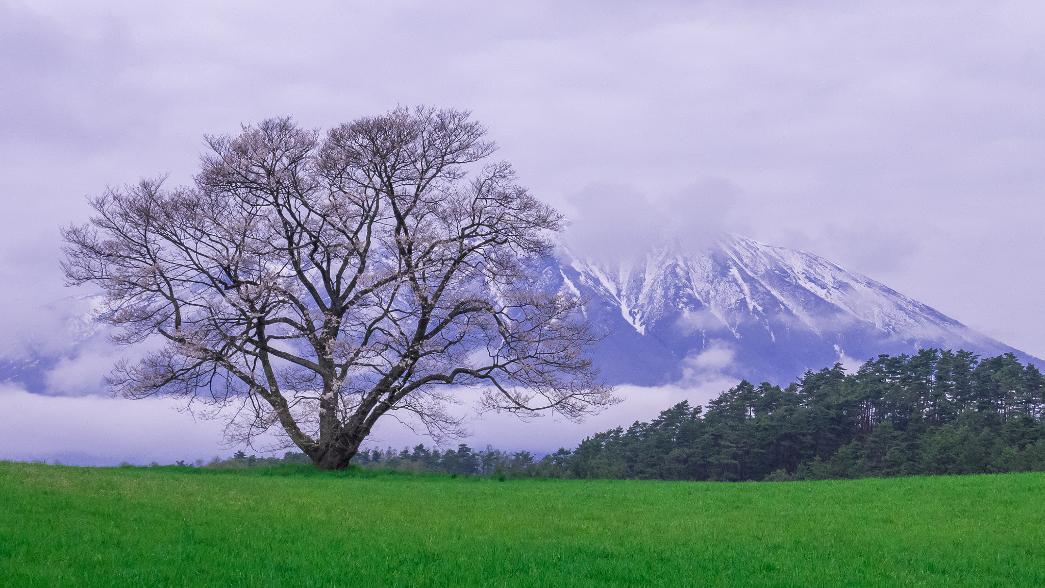 OLYMPUS 18mm-180mm Lens sample photo. Early spring photography