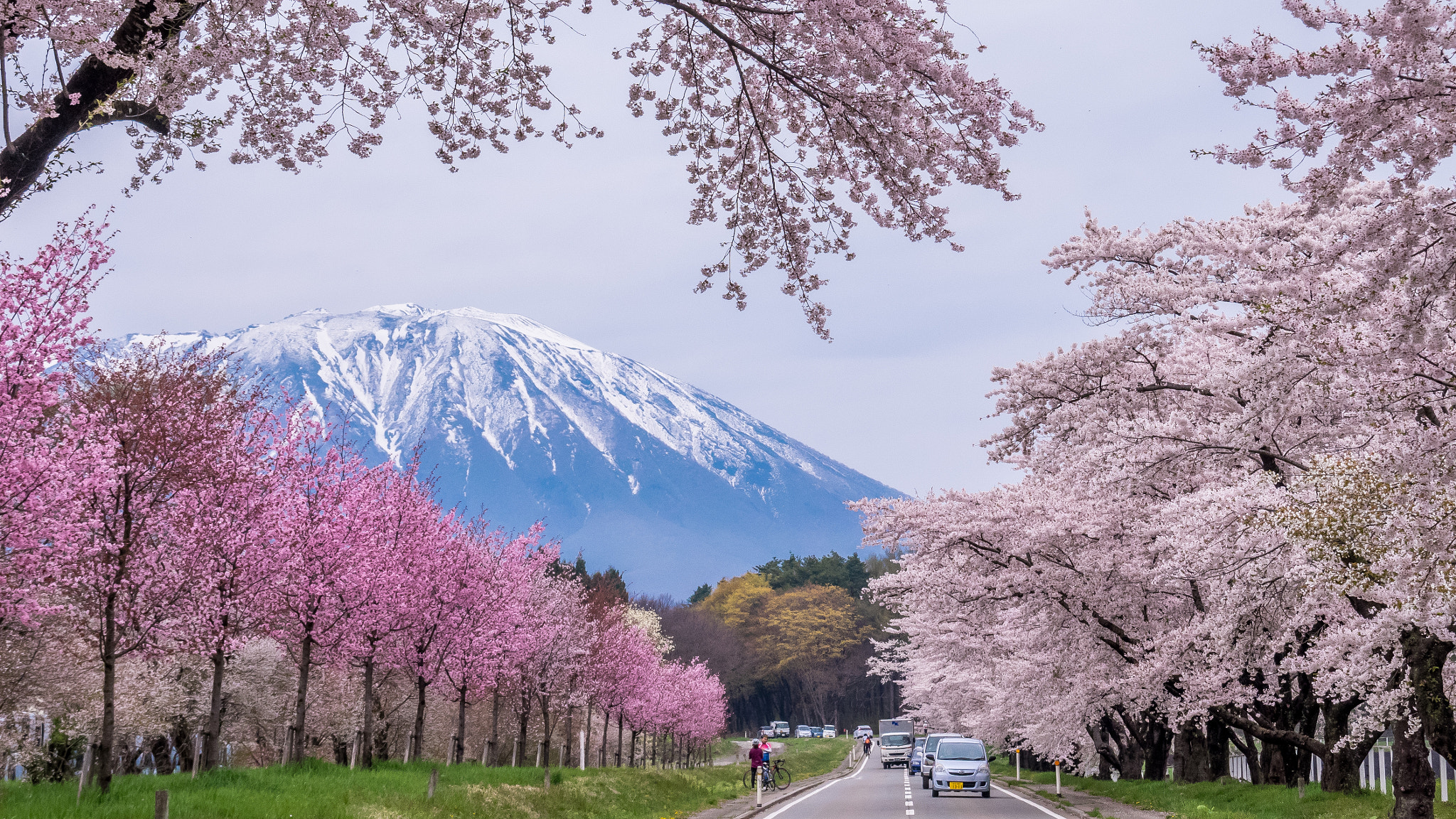Olympus OM-D E-M1 + OLYMPUS 18mm-180mm Lens sample photo. Full bloom season photography