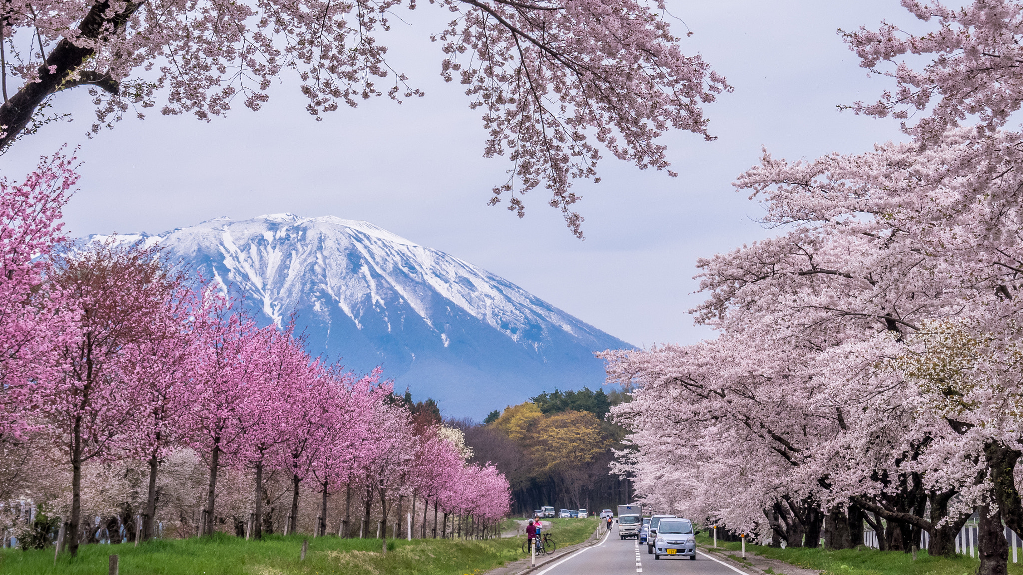 OLYMPUS 18mm-180mm Lens sample photo. Full bloom season photography