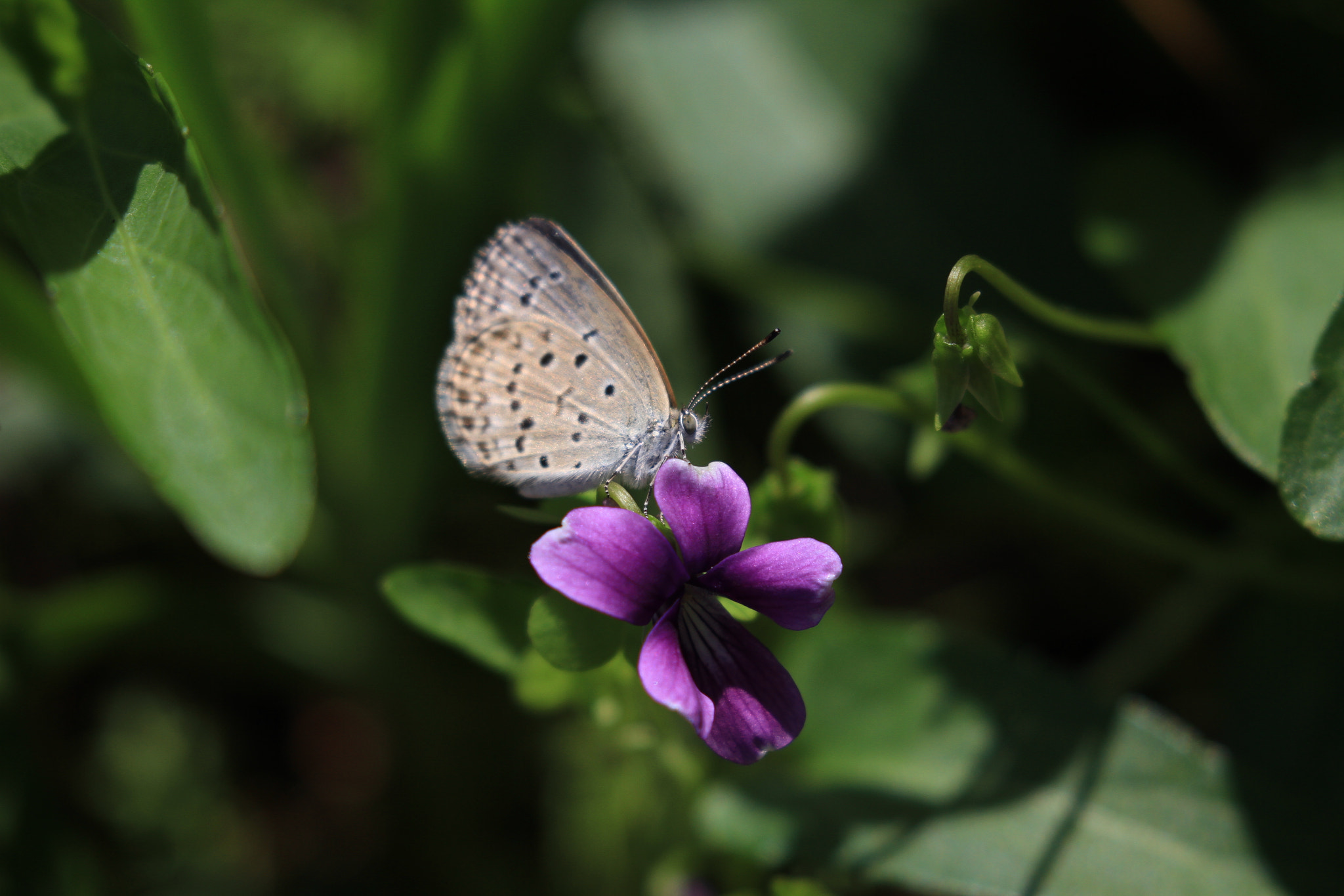 Canon EOS 7D + Canon EF 100-400mm F4.5-5.6L IS II USM sample photo. Pale grass blue photography