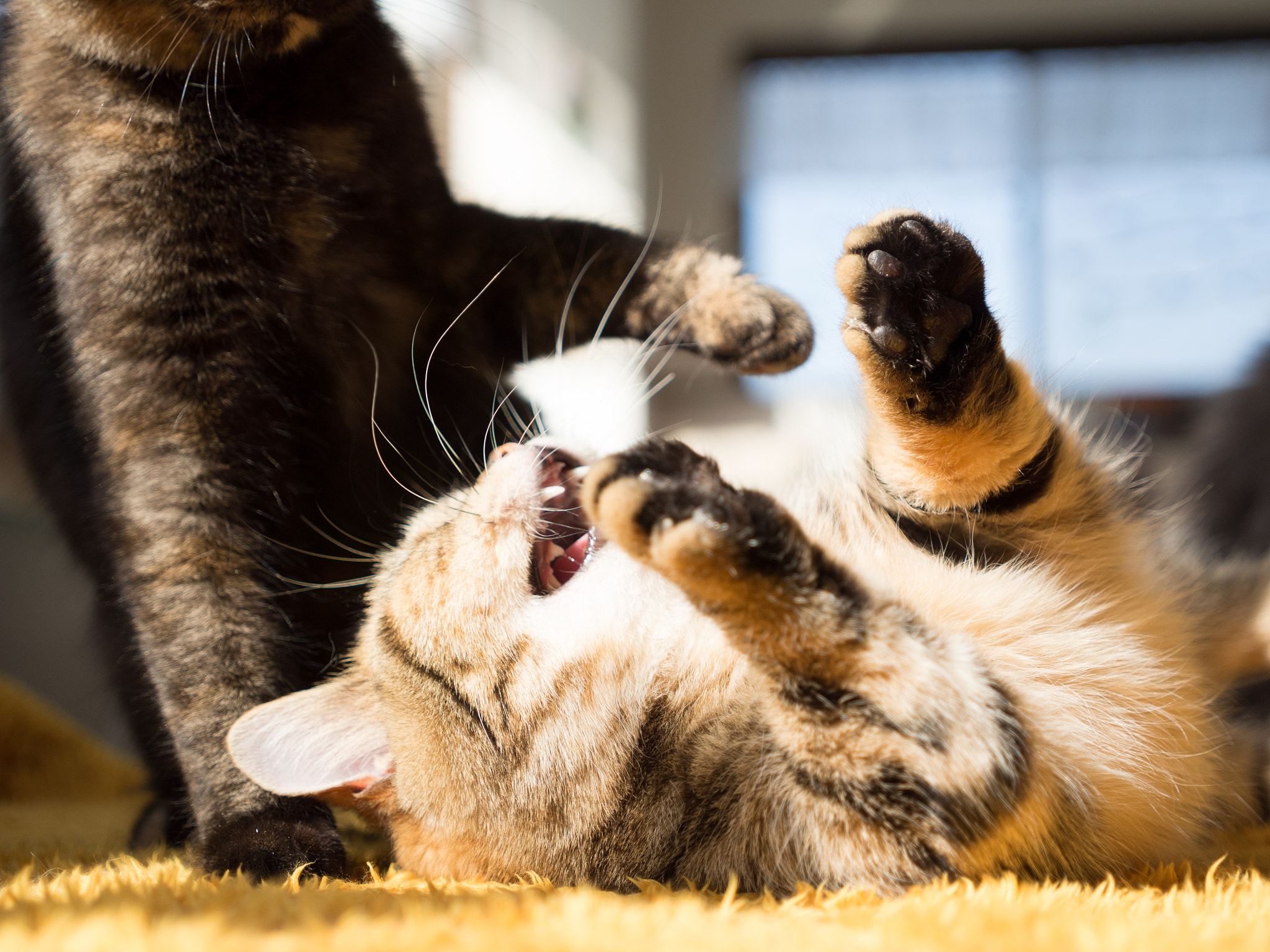 Panasonic Lumix G X Vario 12-35mm F2.8 ASPH Power OIS sample photo. Play the cat photography