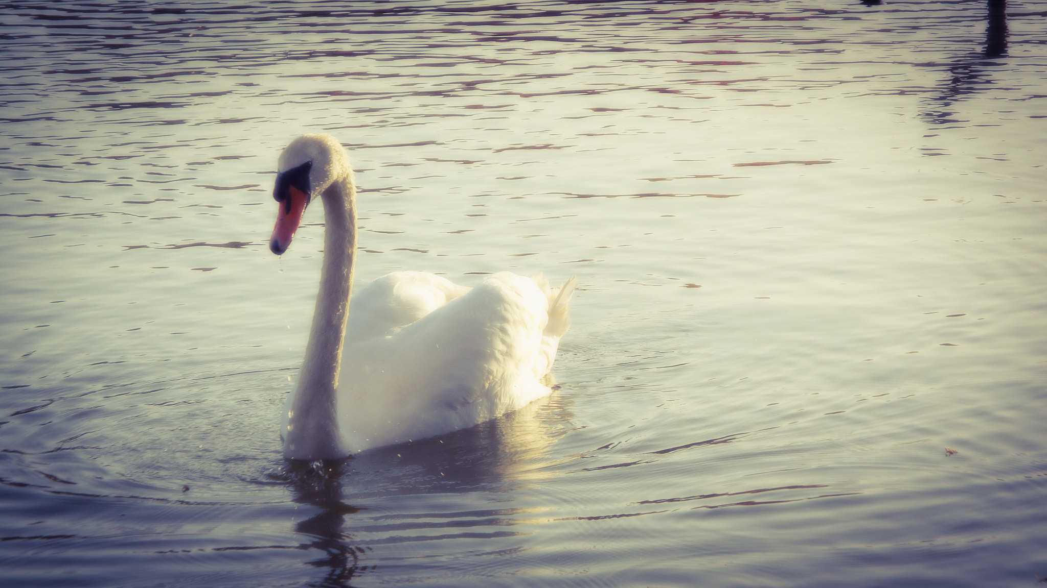 Fujifilm FinePix S9400W sample photo. Swan photography