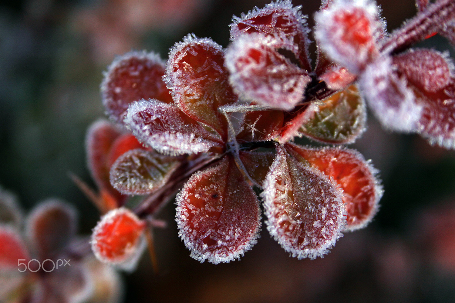 Canon EF-S 18-55mm F3.5-5.6 sample photo. Leaves in the frost photography