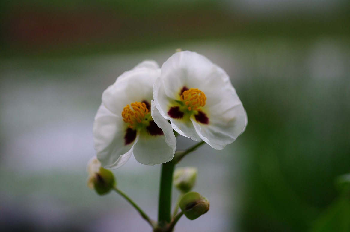 Pentax K-7 + smc PENTAX-FA Macro 50mm F2.8 sample photo. White love photography