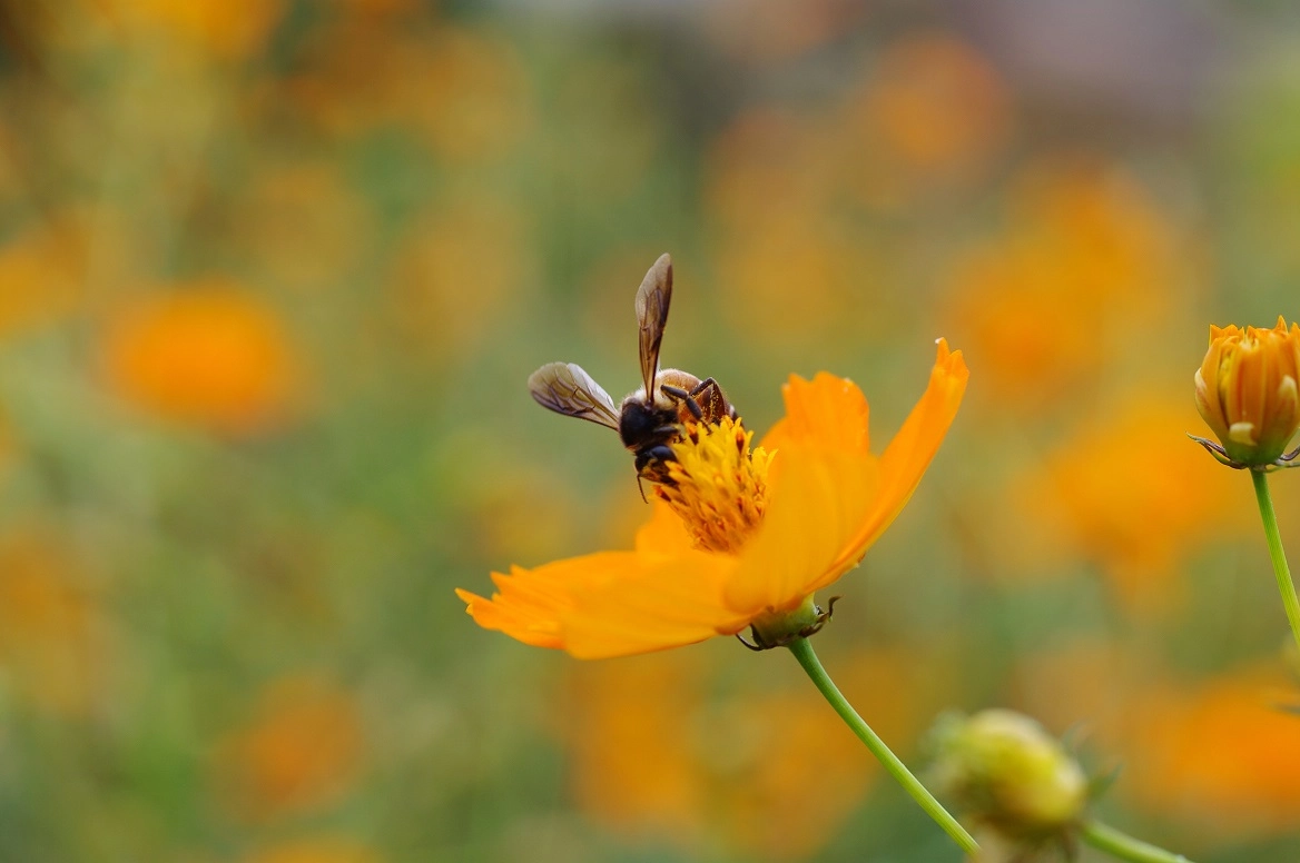 Pentax K-7 sample photo. Stealing honey photography