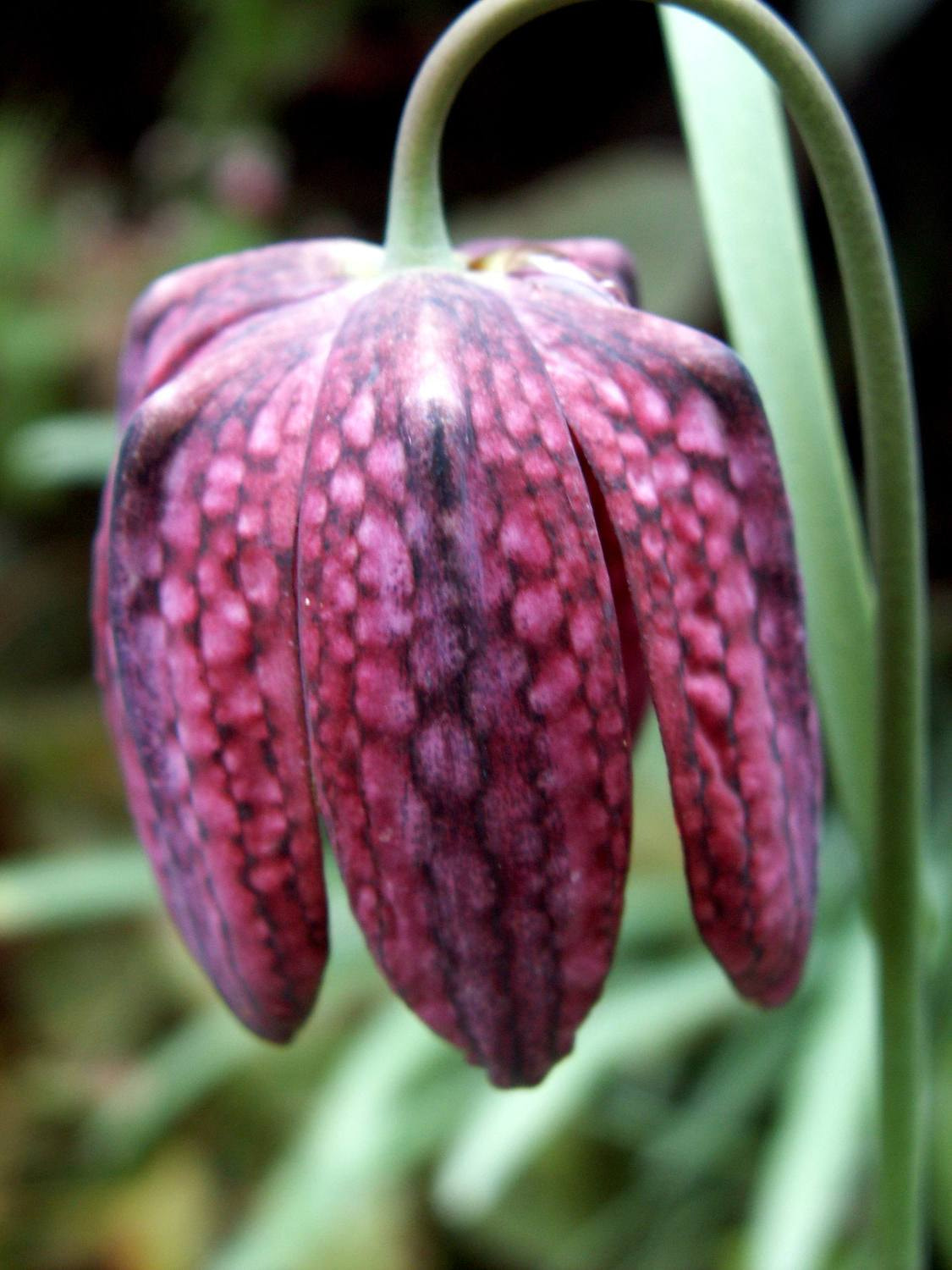 KONICA MINOLTA DiMAGE Z5 sample photo. Szachownica (fritilaria) photography