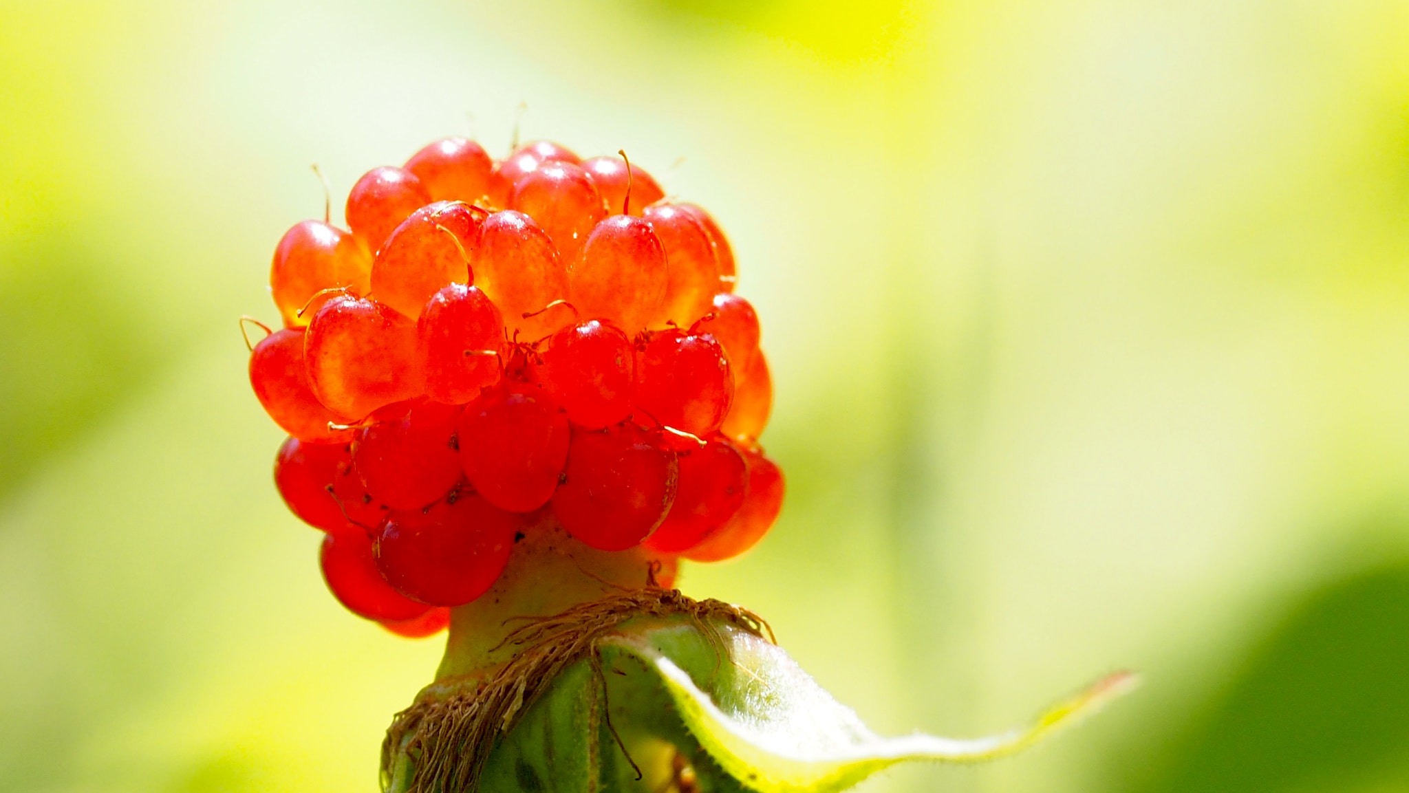Olympus PEN E-PL7 sample photo. Kusaichigo, species of raspberry photography