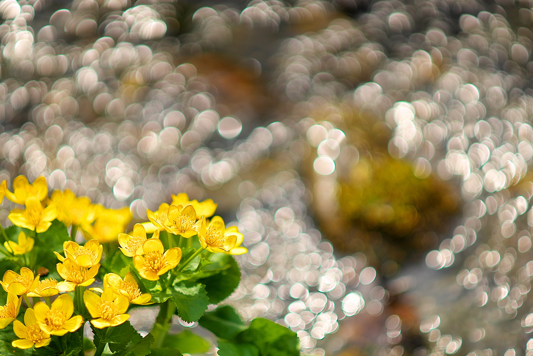 Sony a7S sample photo. Whisper,whisper little stream 3 photography