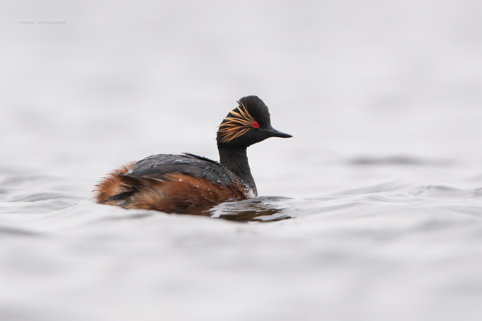Nikon D5 + Nikon AF-S Nikkor 600mm F4G ED VR sample photo. 黑颈䴙䴘 photography