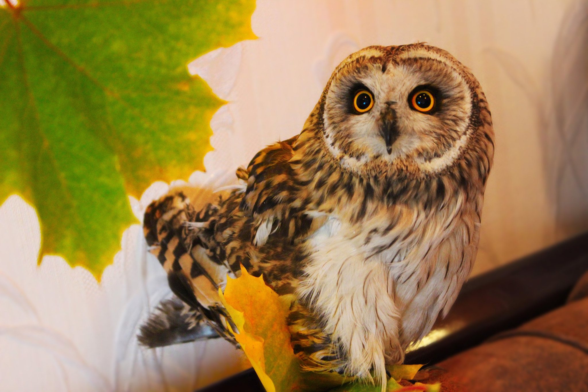 Short Eared Owl