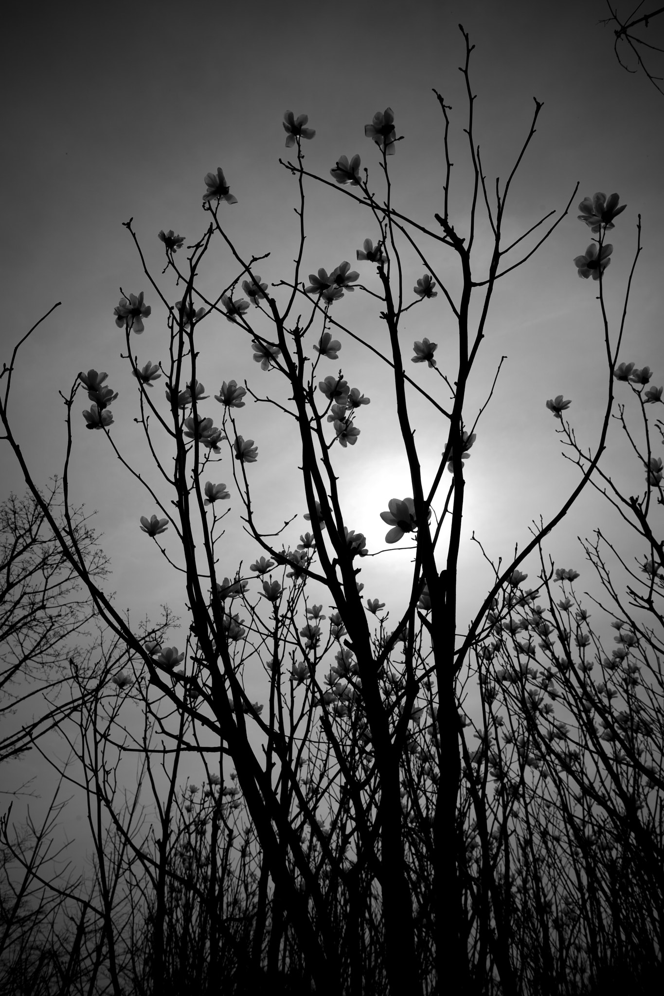 Canon EOS-1D Mark II N sample photo. Magnolia photography