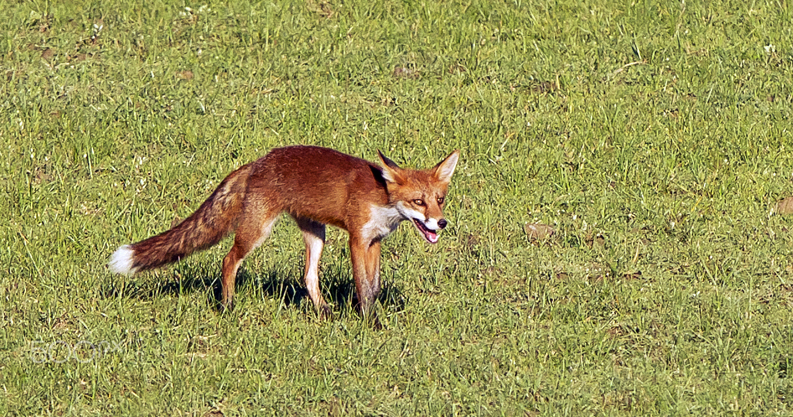 Canon EF 300mm F2.8L IS USM sample photo. Fox.. photography