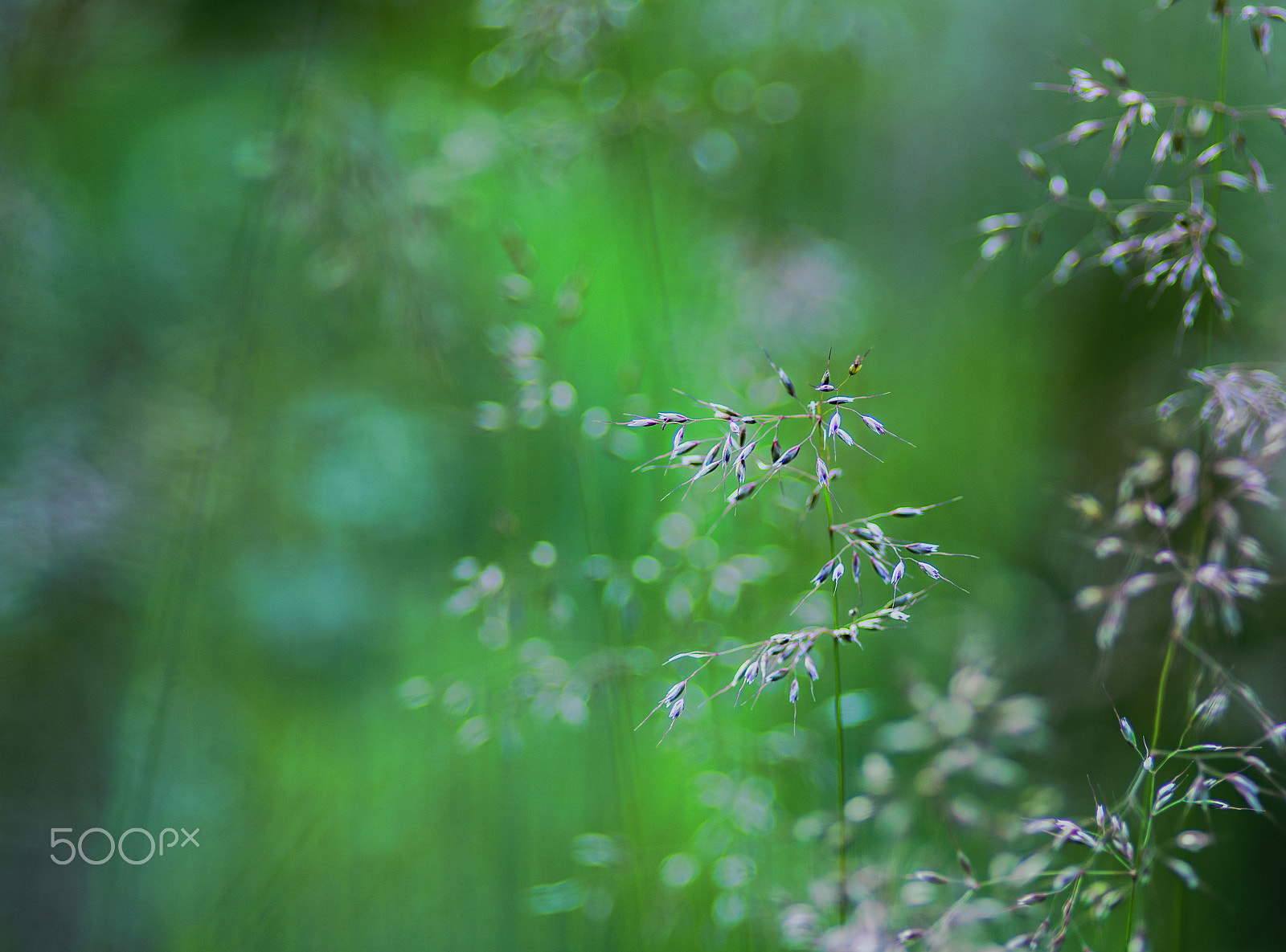 Nikon AF Nikkor 180mm F2.8D ED-IF sample photo. Green world photography