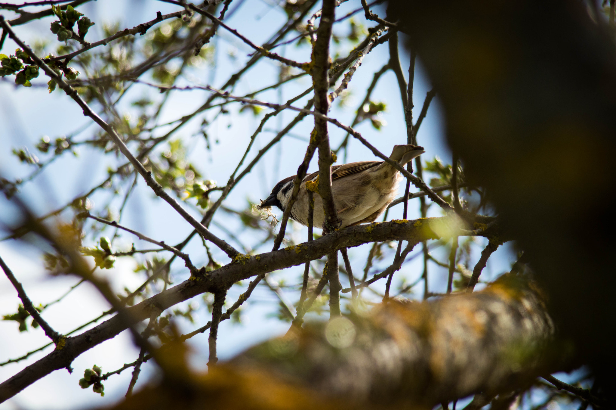 Nikon D3200 + Sigma 28-200mm F3.5-5.6 Compact Aspherical Hyperzoom Macro sample photo. 0093 photography