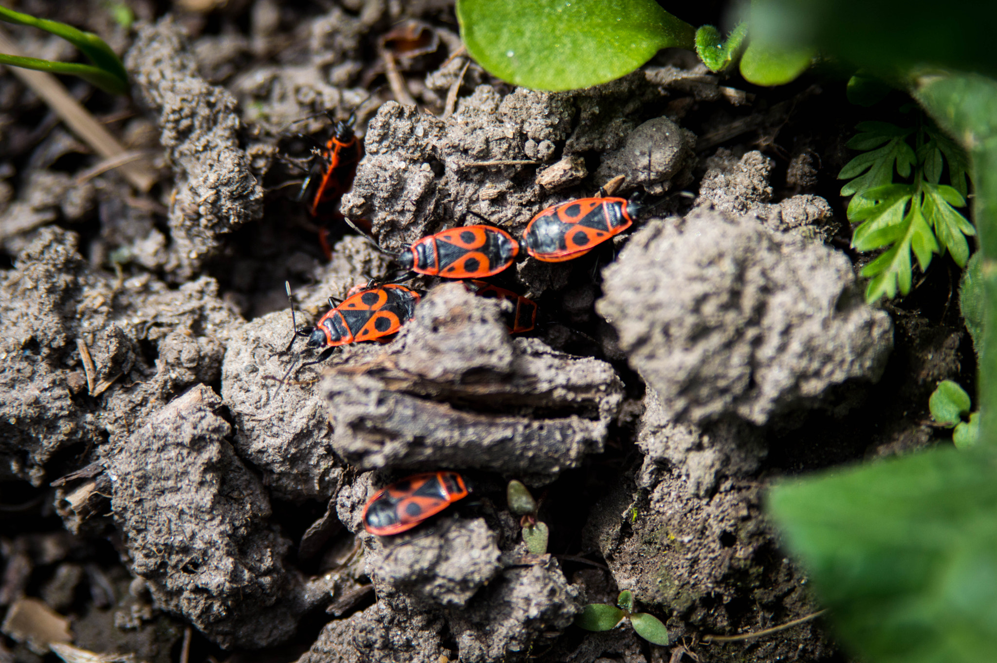 Sigma 28-200mm F3.5-5.6 Compact Aspherical Hyperzoom Macro sample photo. 0104 photography