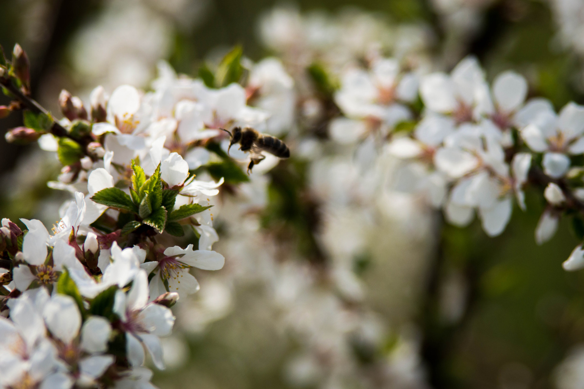 Nikon D3200 + Sigma 28-200mm F3.5-5.6 Compact Aspherical Hyperzoom Macro sample photo. 0114 photography