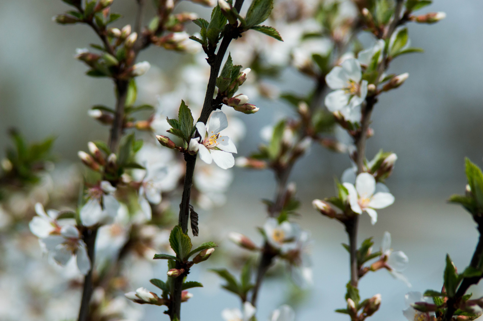 Sigma 28-200mm F3.5-5.6 Compact Aspherical Hyperzoom Macro sample photo. 0119 photography