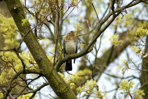 Sony Alpha DSLR-A200 + Minolta AF 100-300mm F4.5-5.6 sample photo. Paszkot  (turdus viscivorus) photography