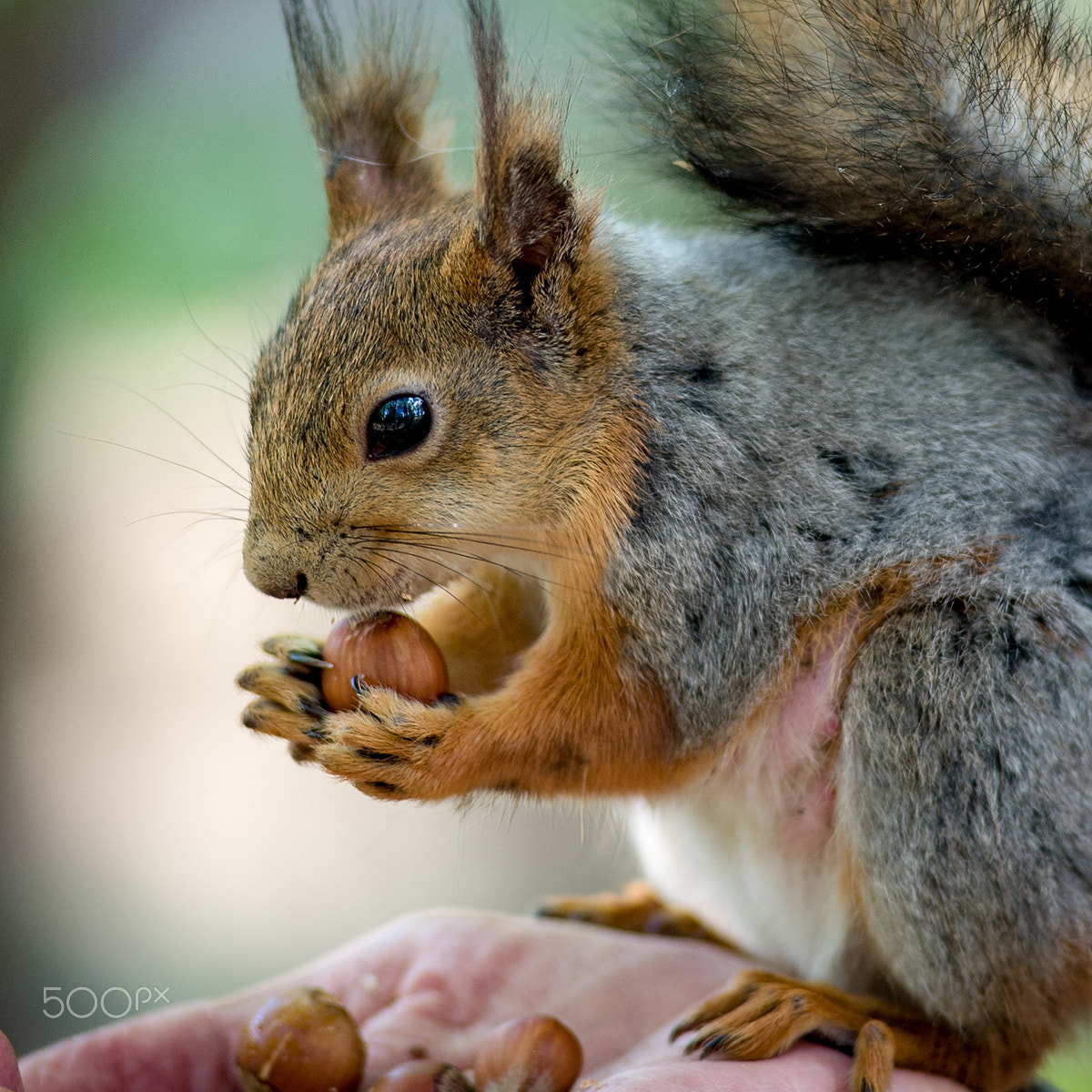 Nikon D3 + AF Zoom-Nikkor 80-200mm f/2.8 ED sample photo. "squirrel on hand"   Белка на руке photography