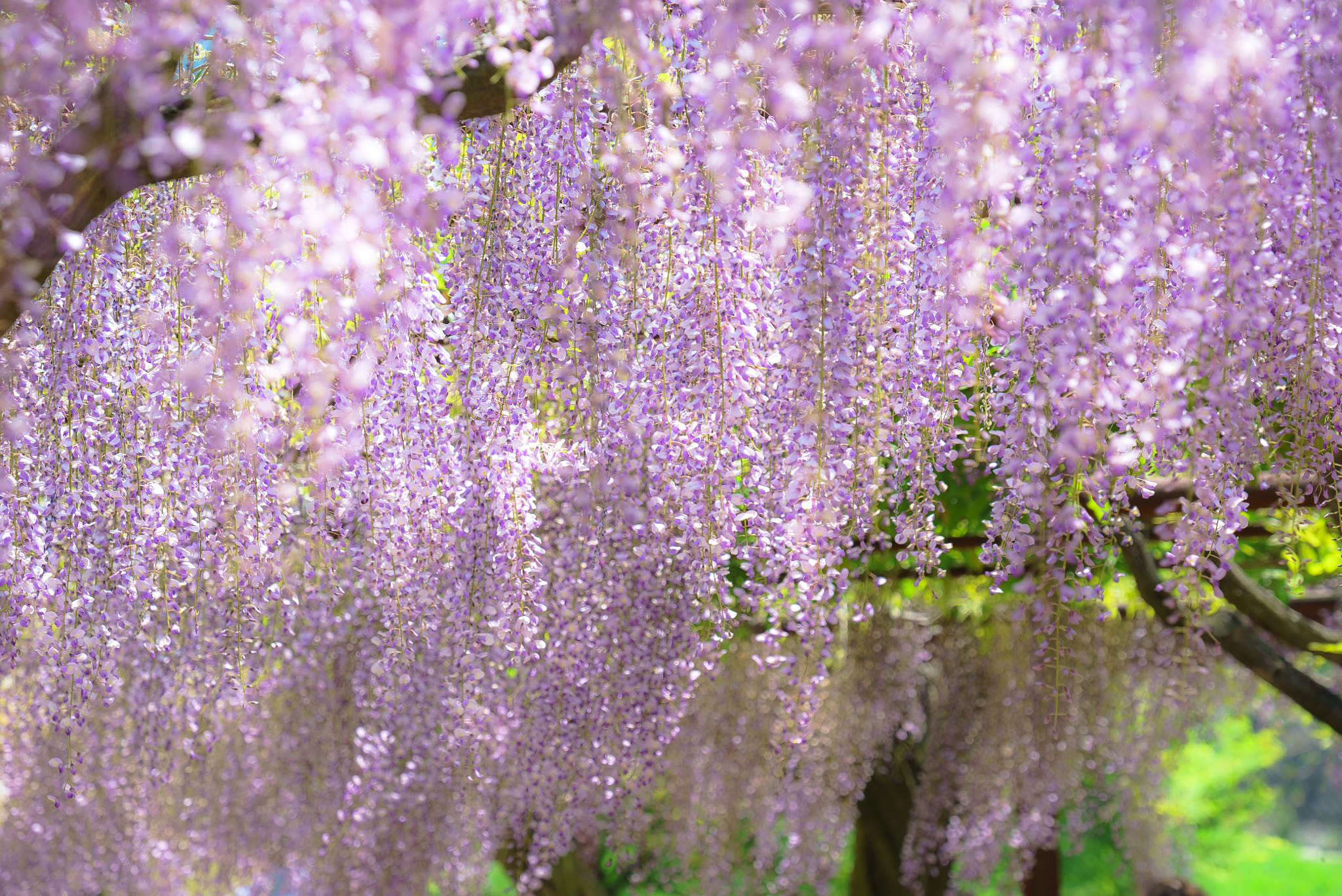 Sony FE 70-300mm F4.5-5.6 G OSS sample photo. Wisteria photography