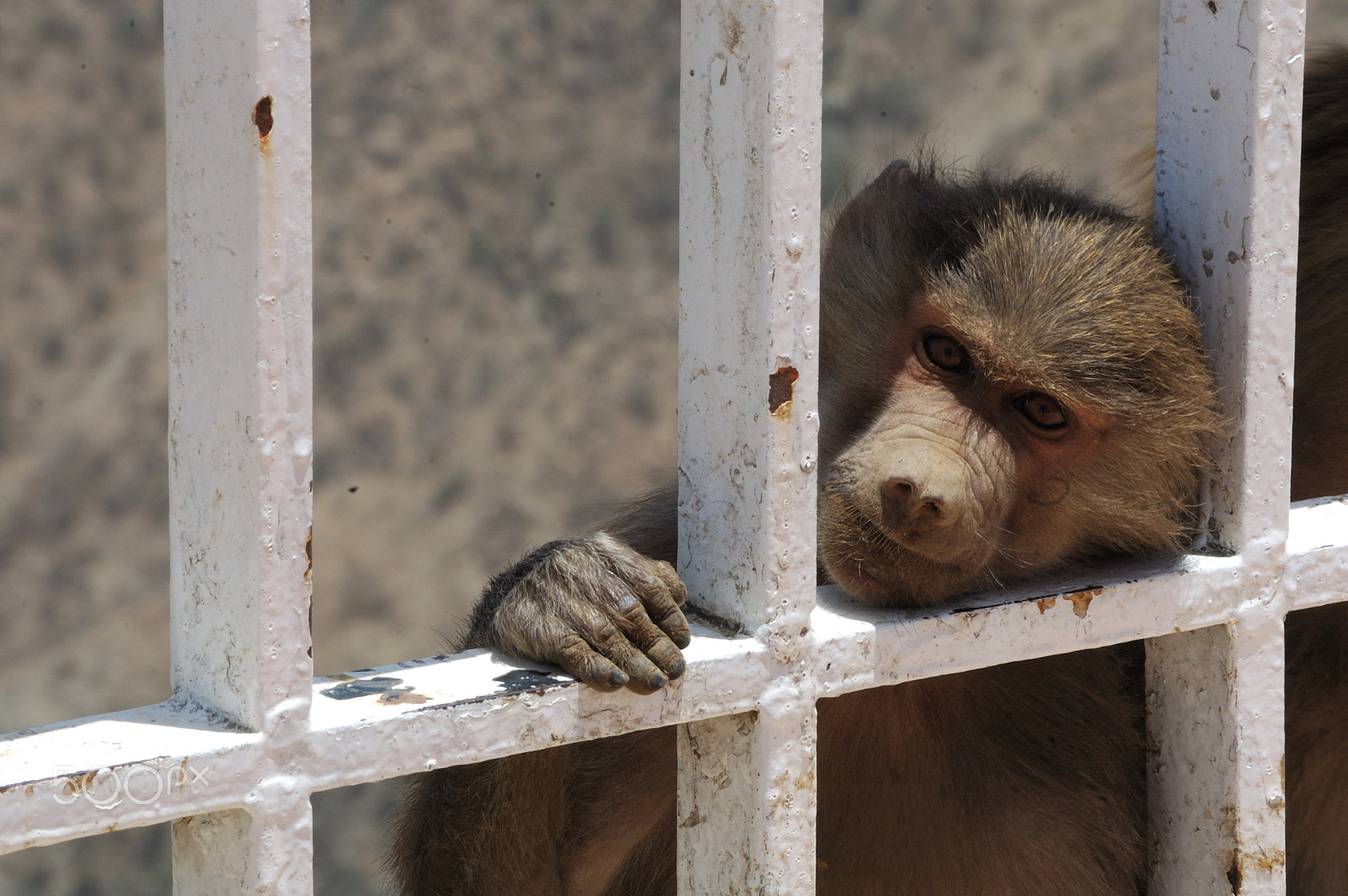 Nikon D70 sample photo. Monkey قرد photography