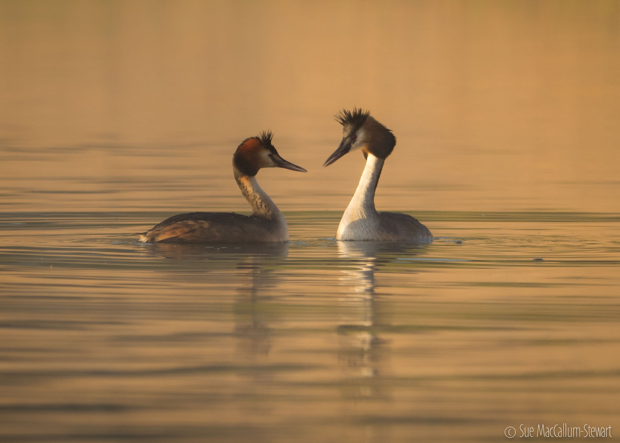 Olympus OM-D E-M1 + M.300mm F4.0 + MC-14 sample photo. Grebes photography