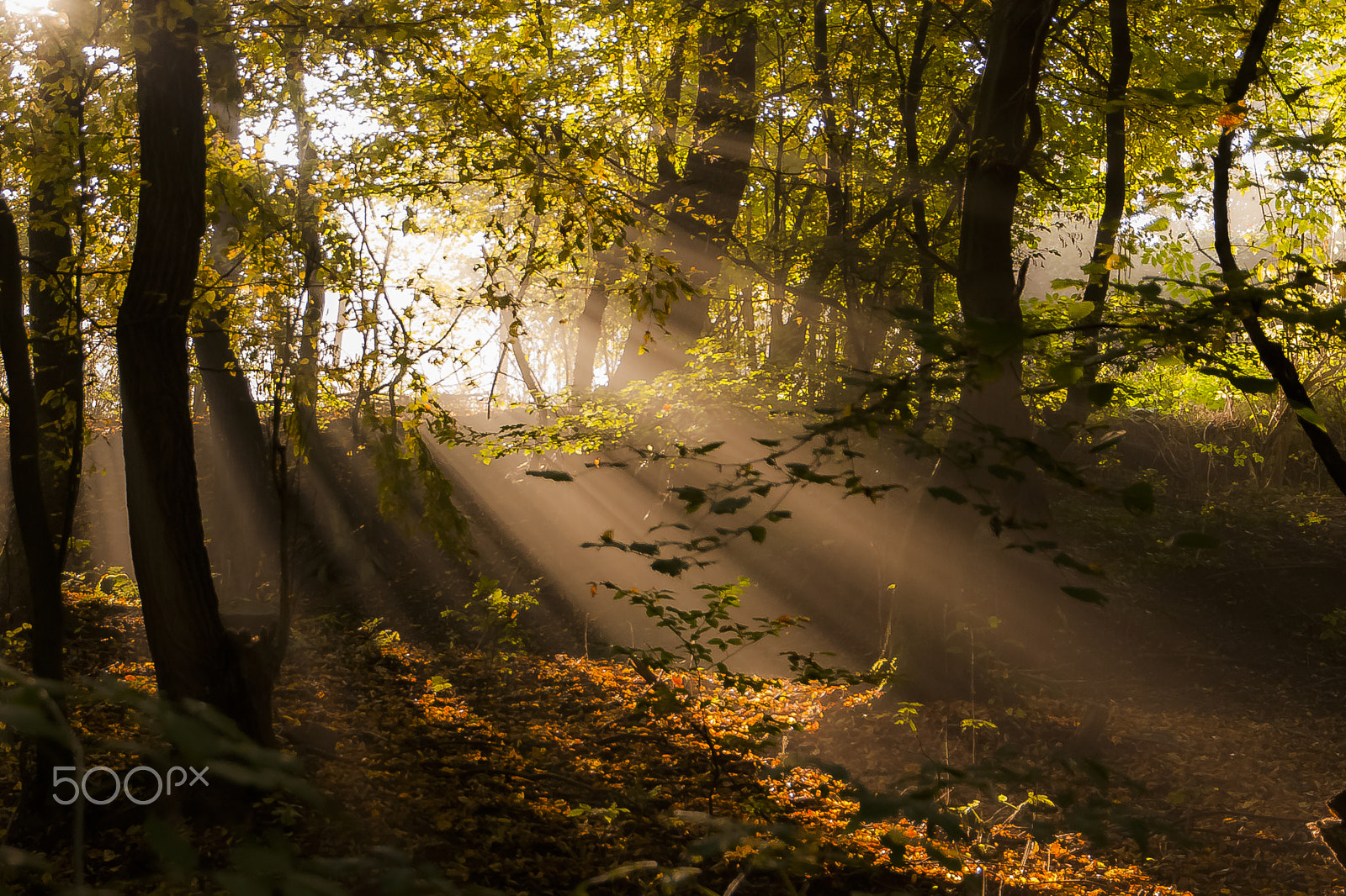 Nikon D90 + Sigma 17-70mm F2.8-4 DC Macro OS HSM | C sample photo. Morning lights photography