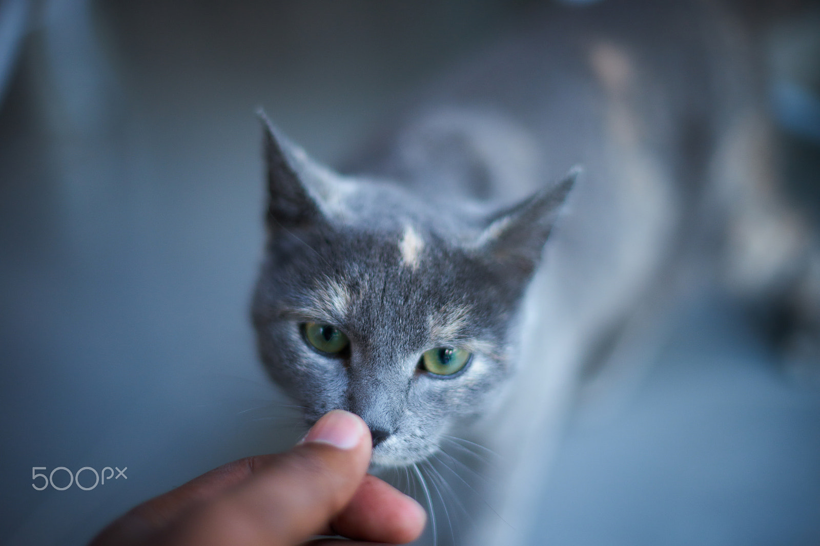 Sony a7 + Minolta AF 50mm F1.4 [New] sample photo. Come little kitty photography