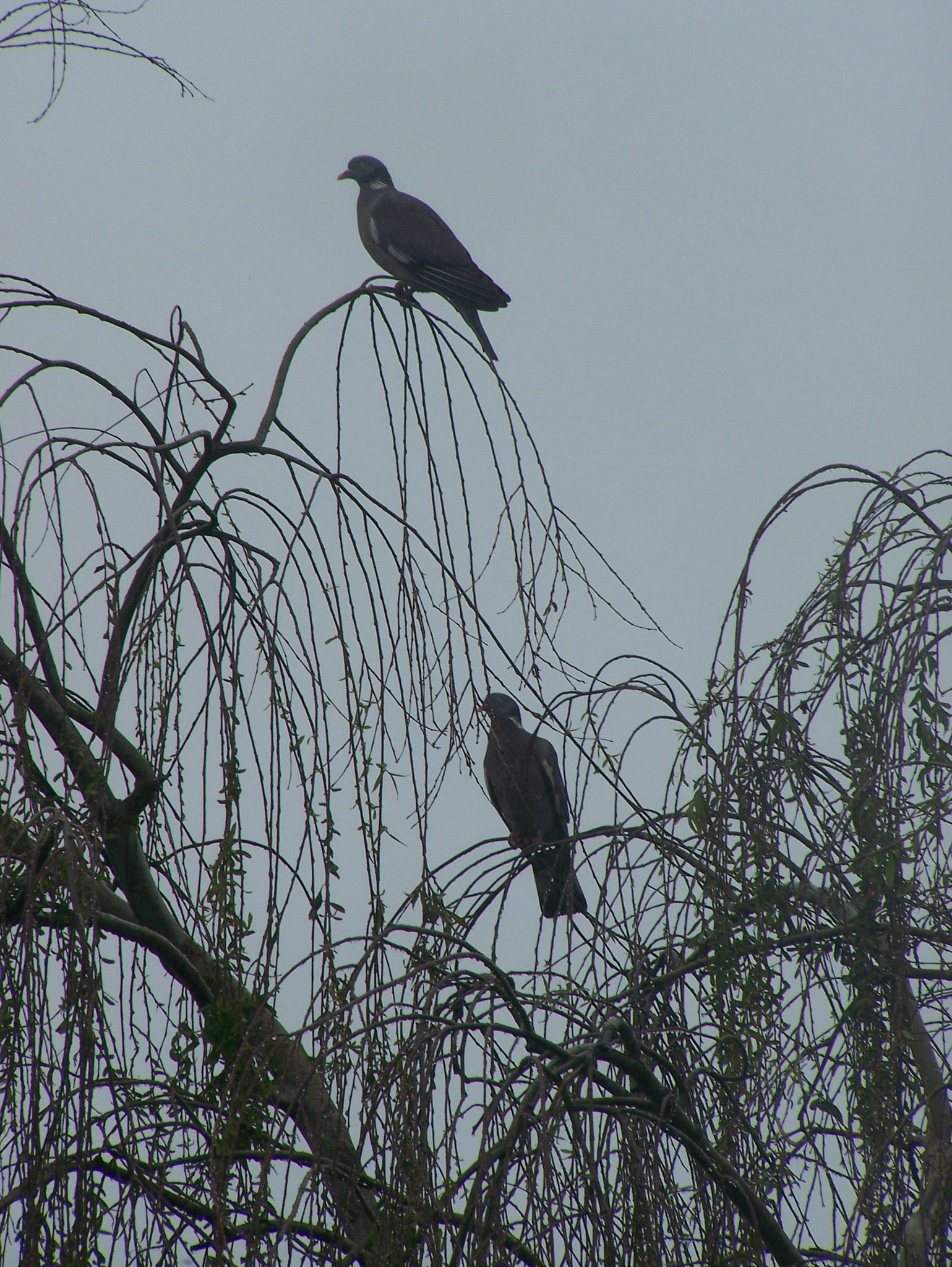 Kodak Z650 ZOOM DIGITAL CAMERA sample photo. 2 birds photography