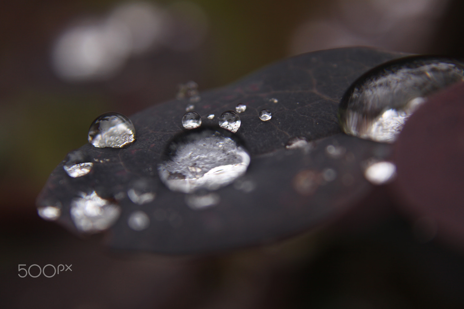 Canon EOS 50D + Canon EF-S 18-55mm F3.5-5.6 sample photo. Droplets photography