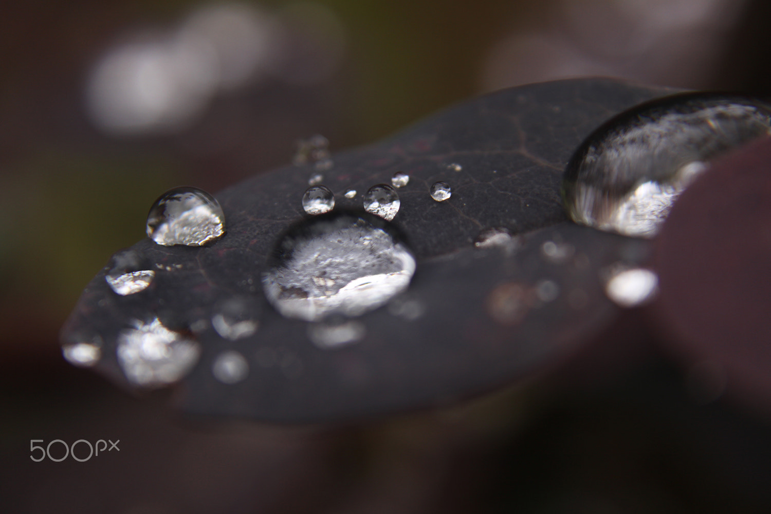 Canon EF-S 18-55mm F3.5-5.6 sample photo. Droplets photography