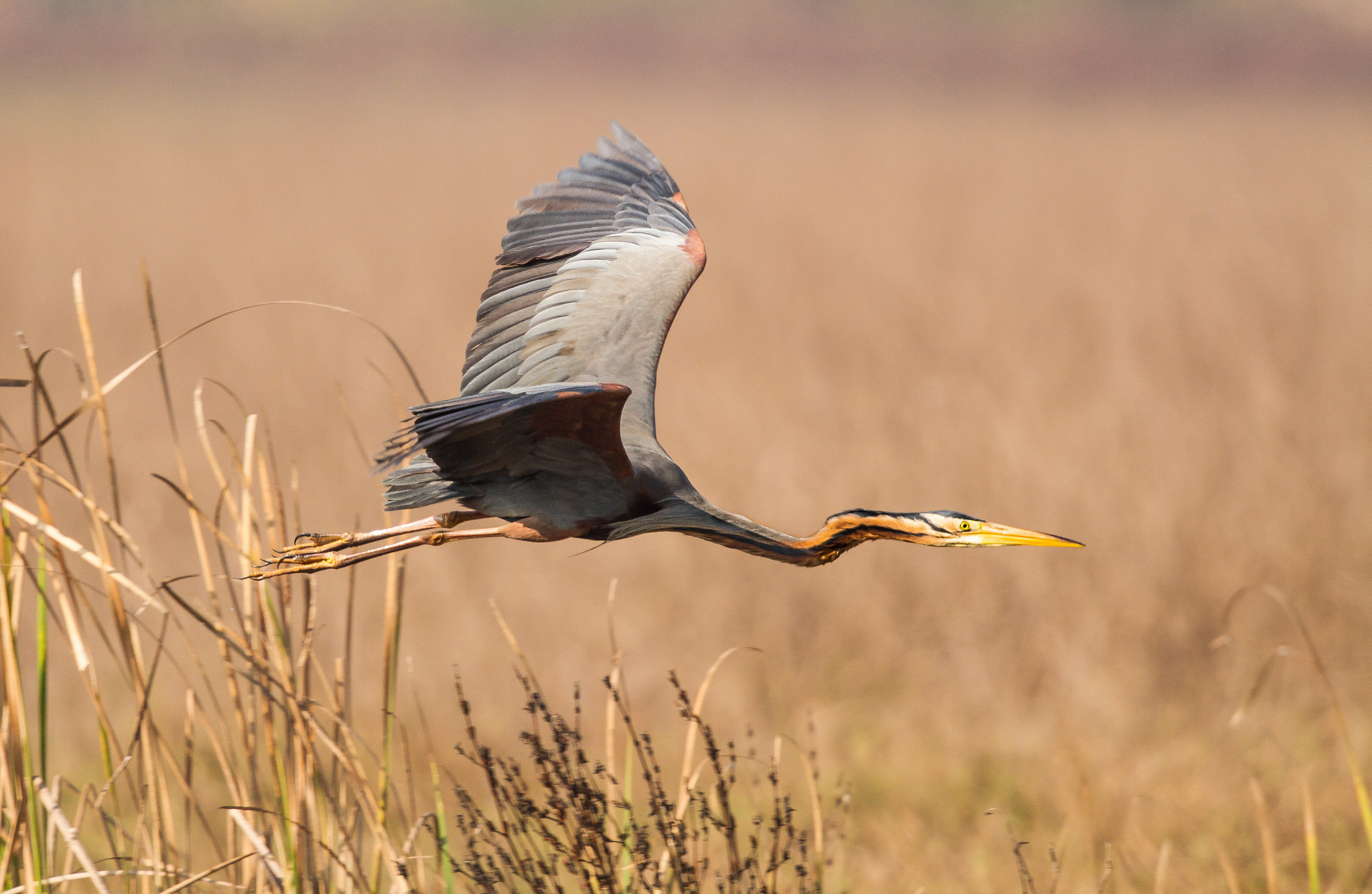 Canon EF 500mm F4L IS II USM sample photo. Purple heron in flight photography