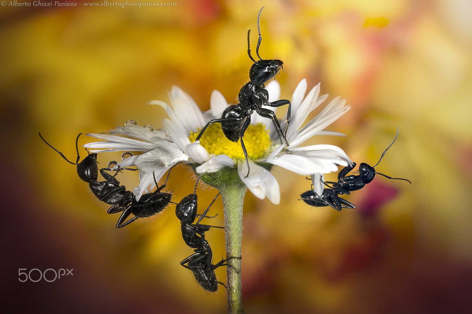 Nikon D7200 + Nikon AF Micro-Nikkor 60mm F2.8D sample photo. Come on! we have to conquer this flower! photography