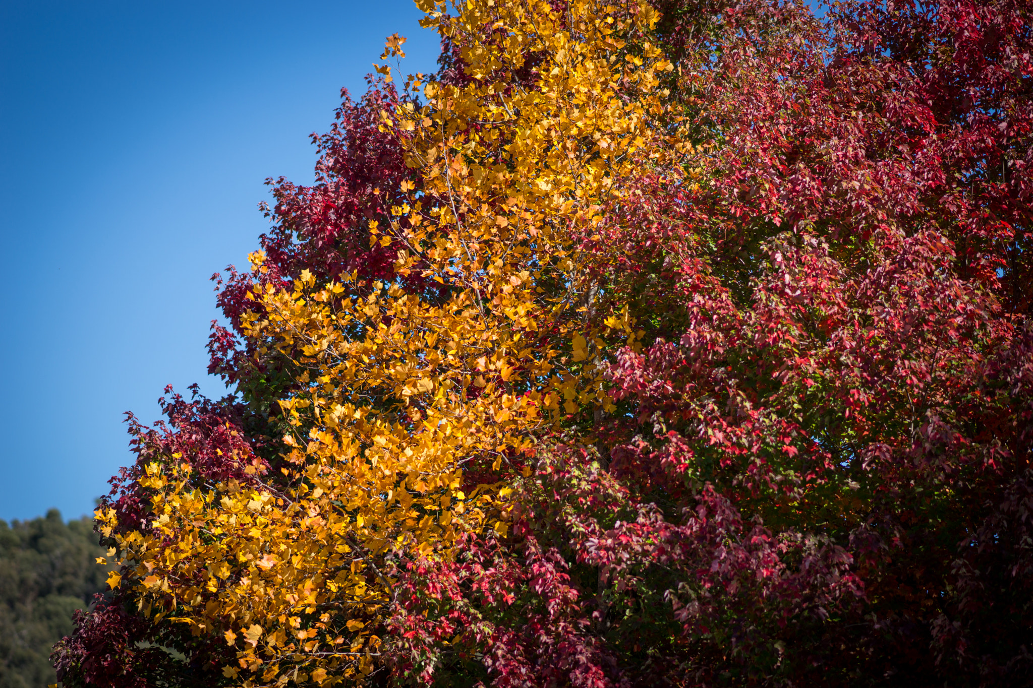 Sony Sonnar T* 135mm F1.8 ZA sample photo. Autumn colours photography