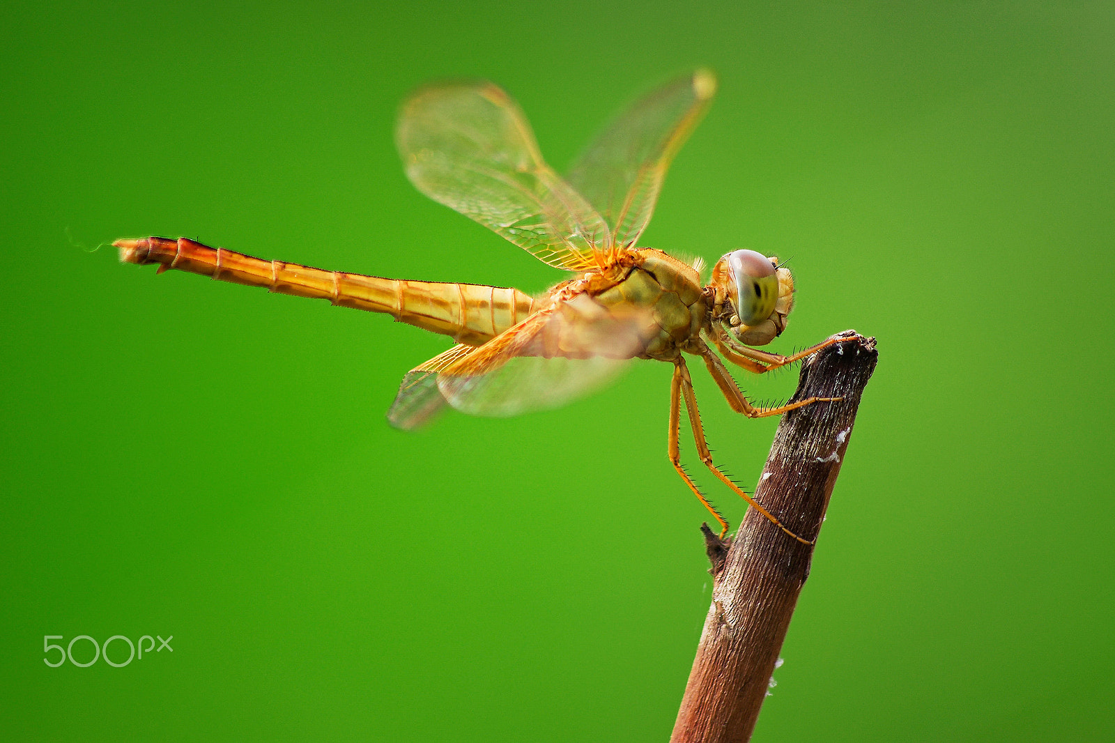 smc PENTAX-DA L 55-300mm F4-5.8 ED sample photo. Another world photography