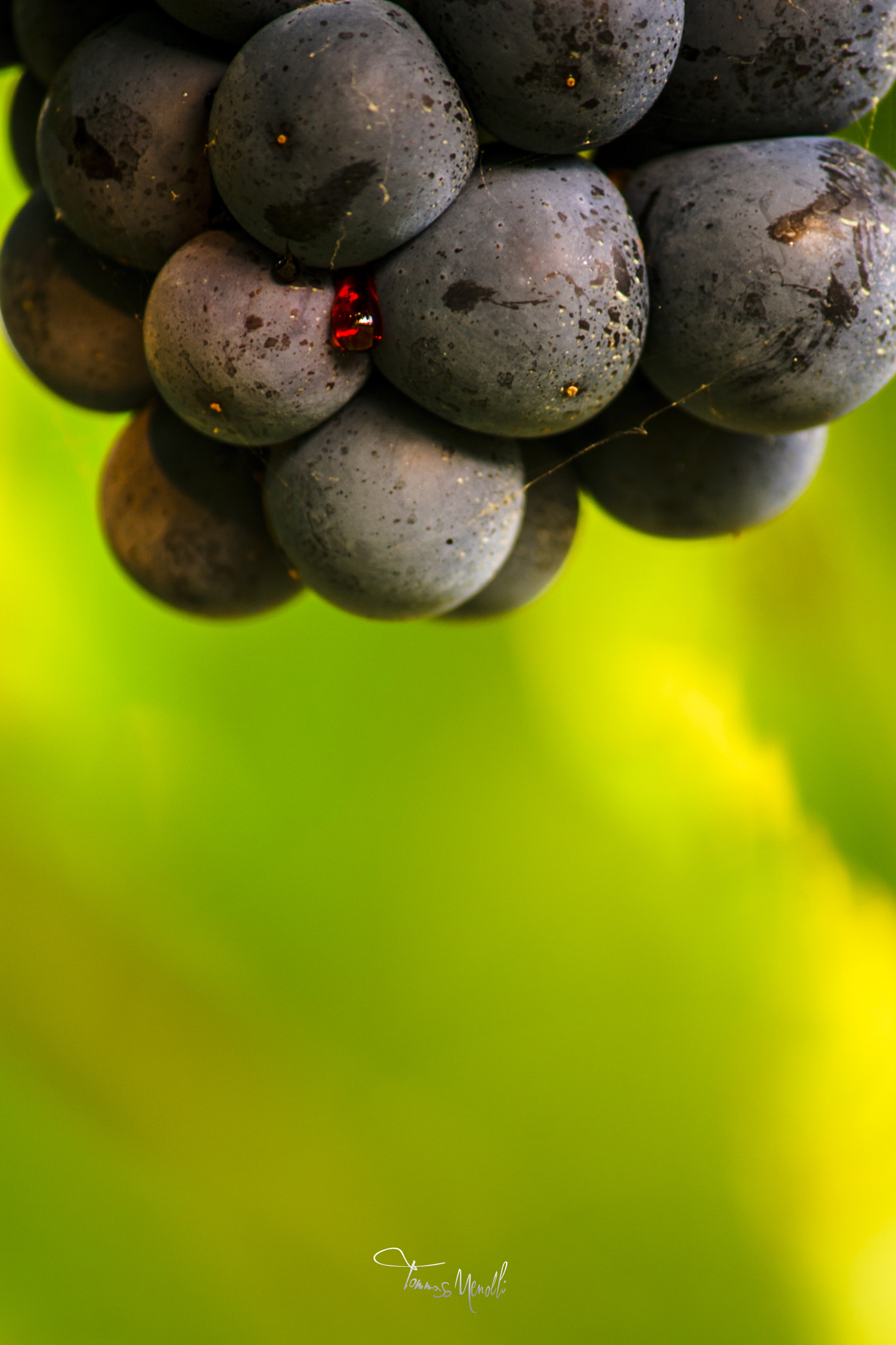 Canon EOS 1000D (EOS Digital Rebel XS / EOS Kiss F) sample photo. Grape's blood photography