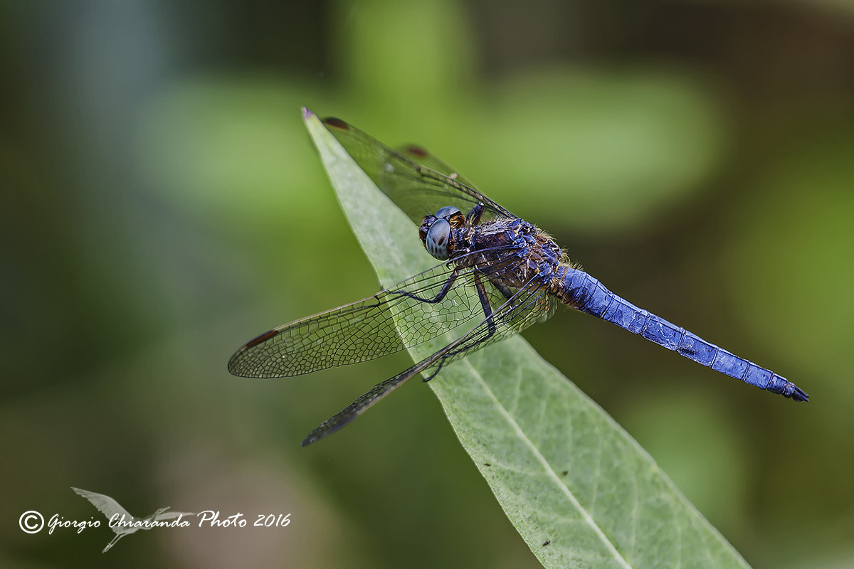 Sigma APO Macro 150mm f/2.8 EX DG HSM sample photo. Orthetrum brunneum (blu) photography